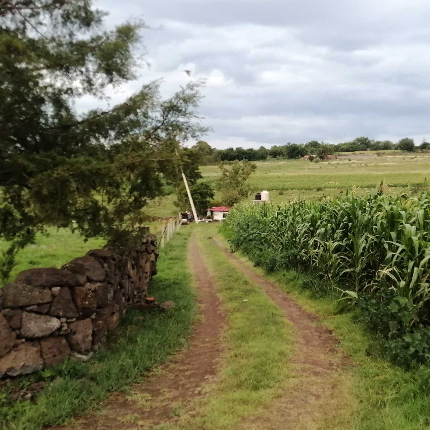 ⁣4.- La casa del Conejo. Alicia en el país de las maravillas.