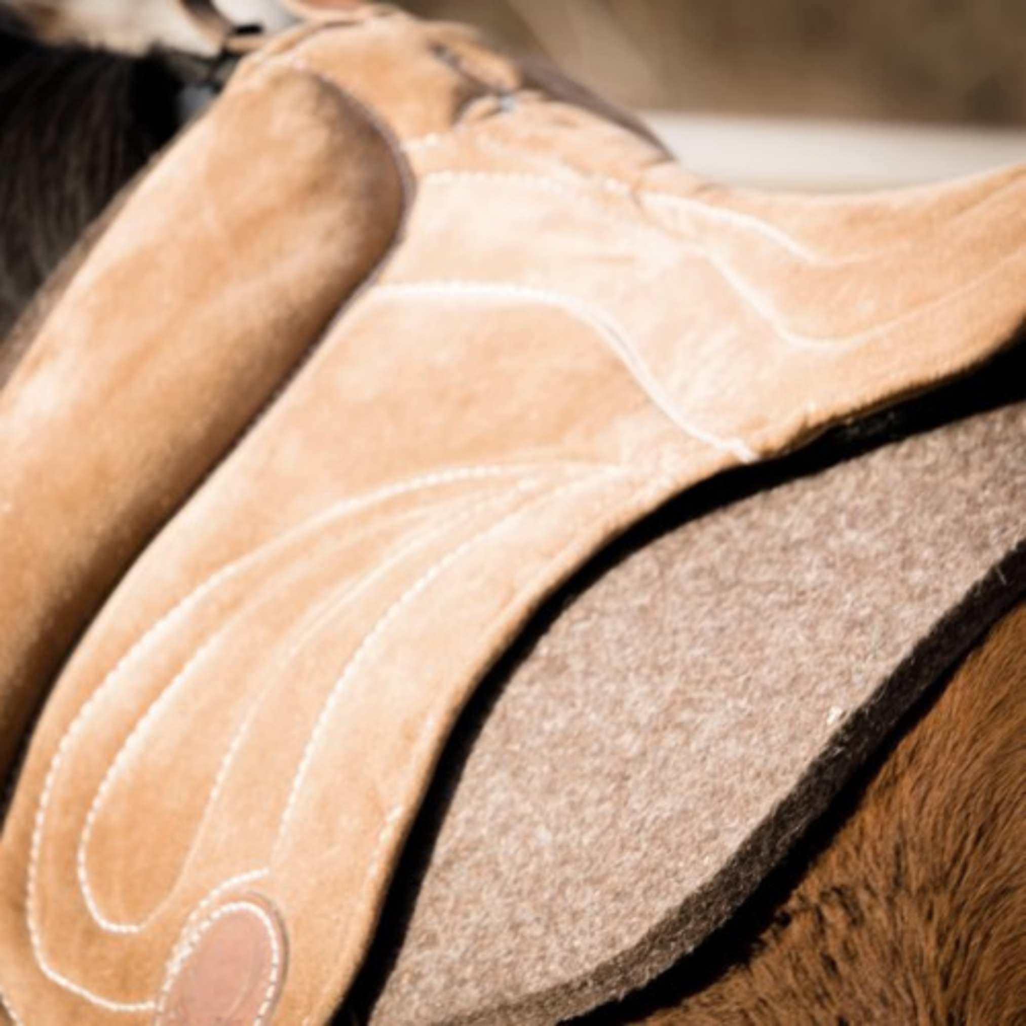 Unmotiviertes Pferd beim Reiten?