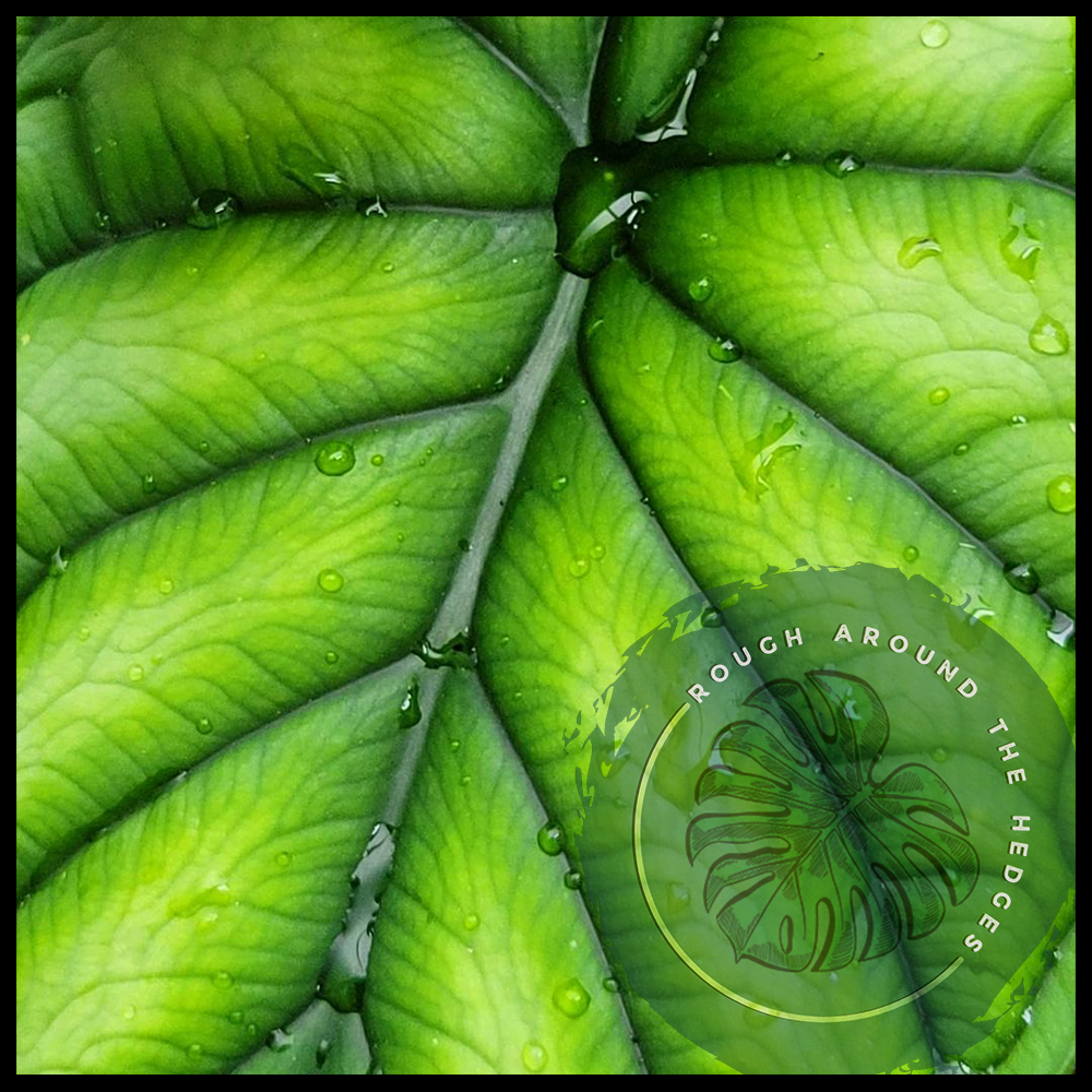 EP17-Alocasia