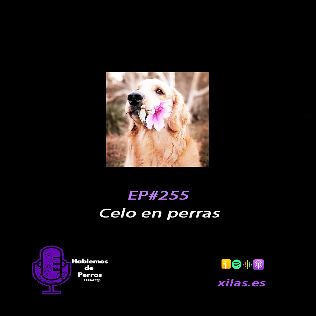 Epidosio #255: Celo en perras