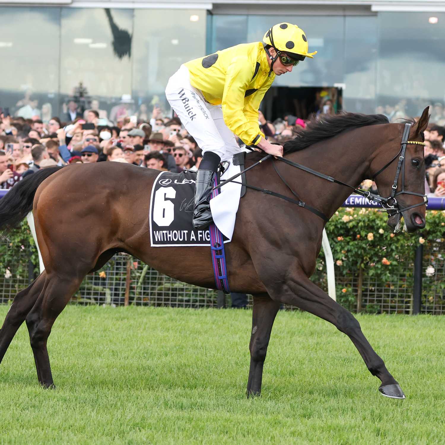 Underwood and Golden Rose Stakes Day Preview