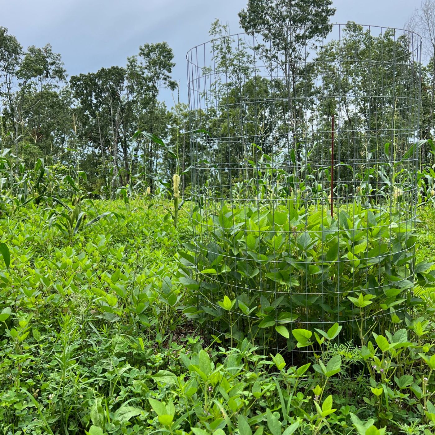 ⁣Food Plot Problems - Weeds, Weather, and Failure.