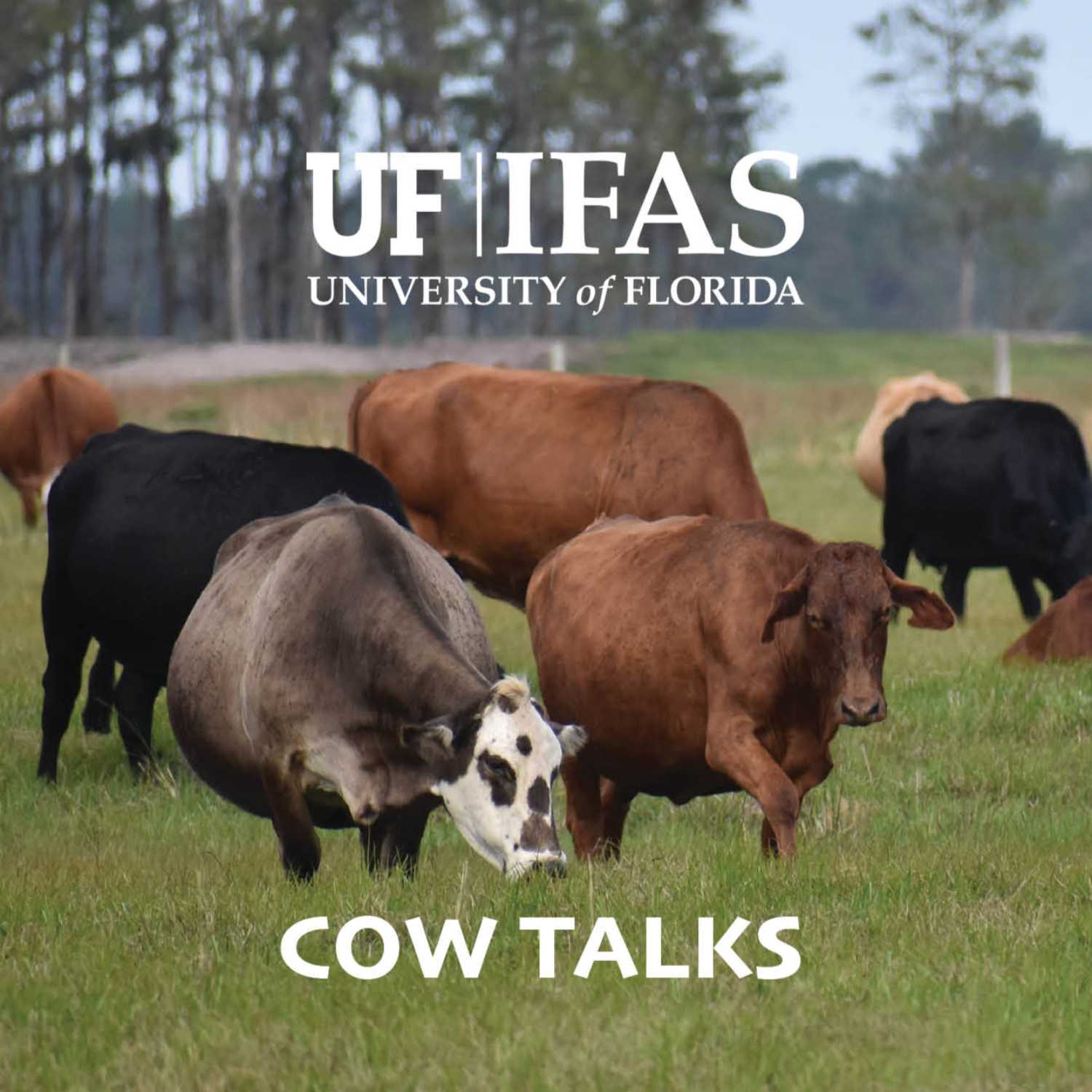 Cow Talks 