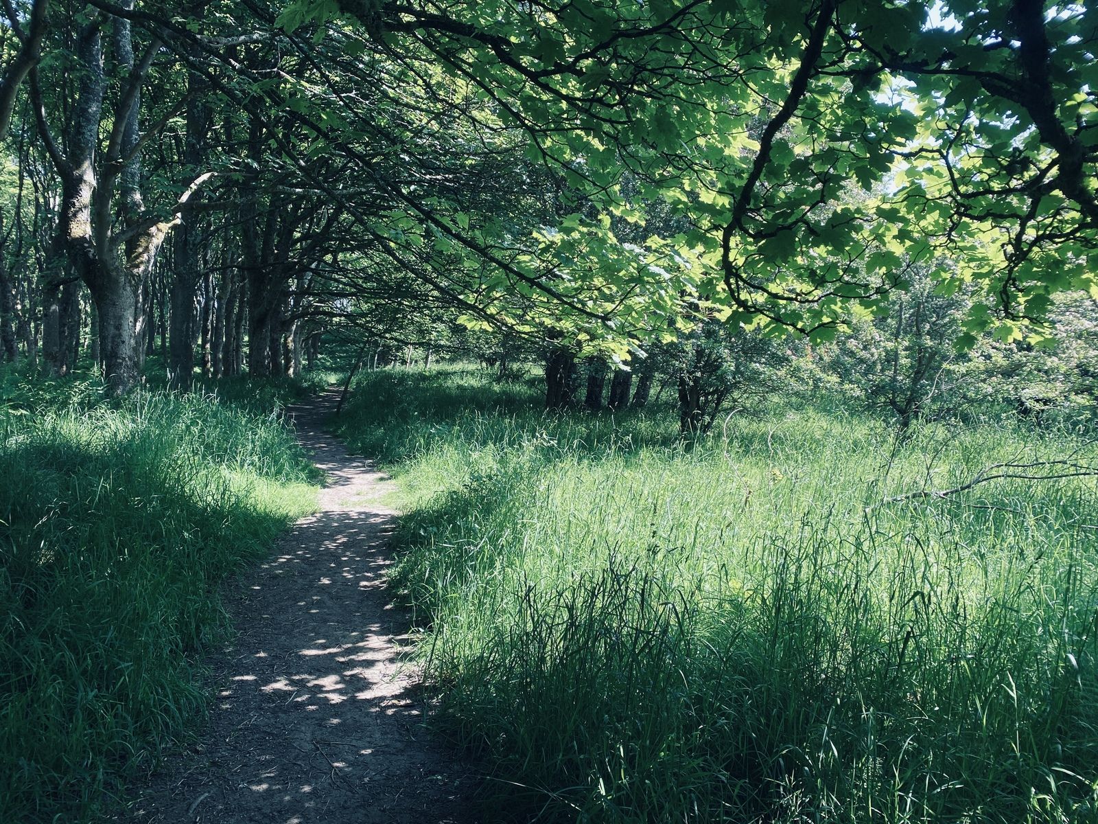 ⁣Into the woods (one minute warning for Jamie Bell)