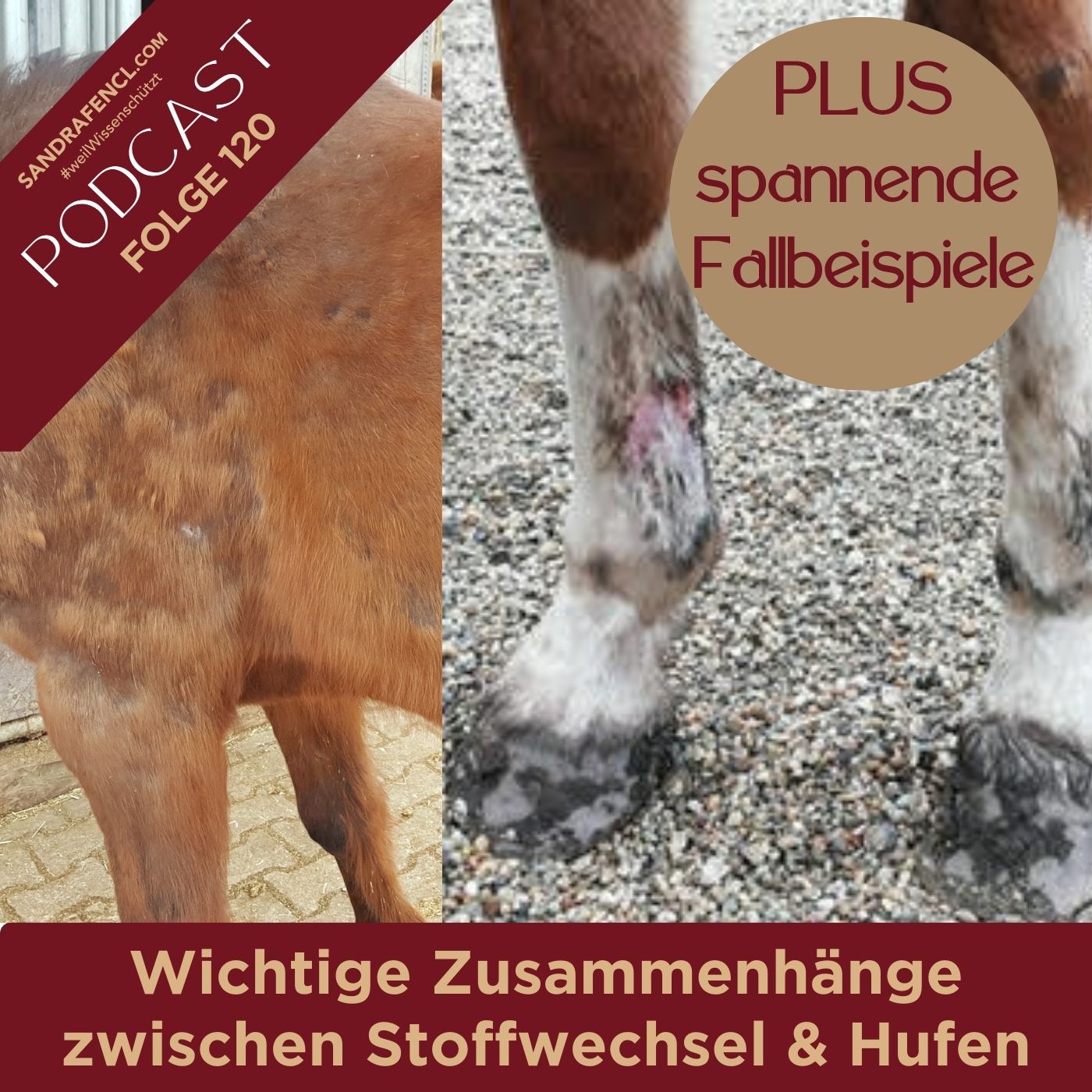 ⁣🐎 Wichtige Zusammenhänge zwischen Stoffwechsel & Hufen