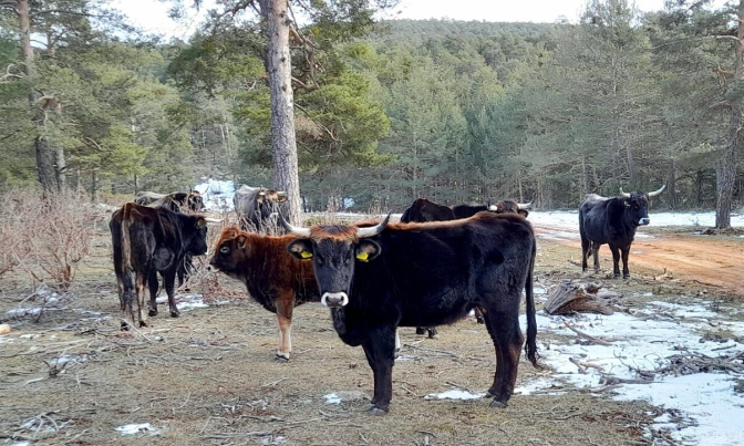 ⁣Rutas turísticas para conocer la vida en semilibertad de los caballos serranos y los tauros que viven en Mazarete y la de los caballos Przewalski, en Villanueva de Alcorón