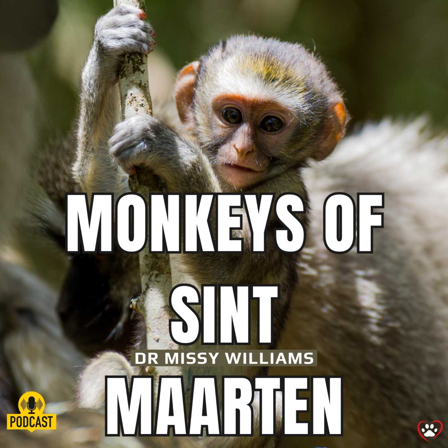 ⁣Death sentence handed to wild monkeys of Sint Maarten, can we still save them?