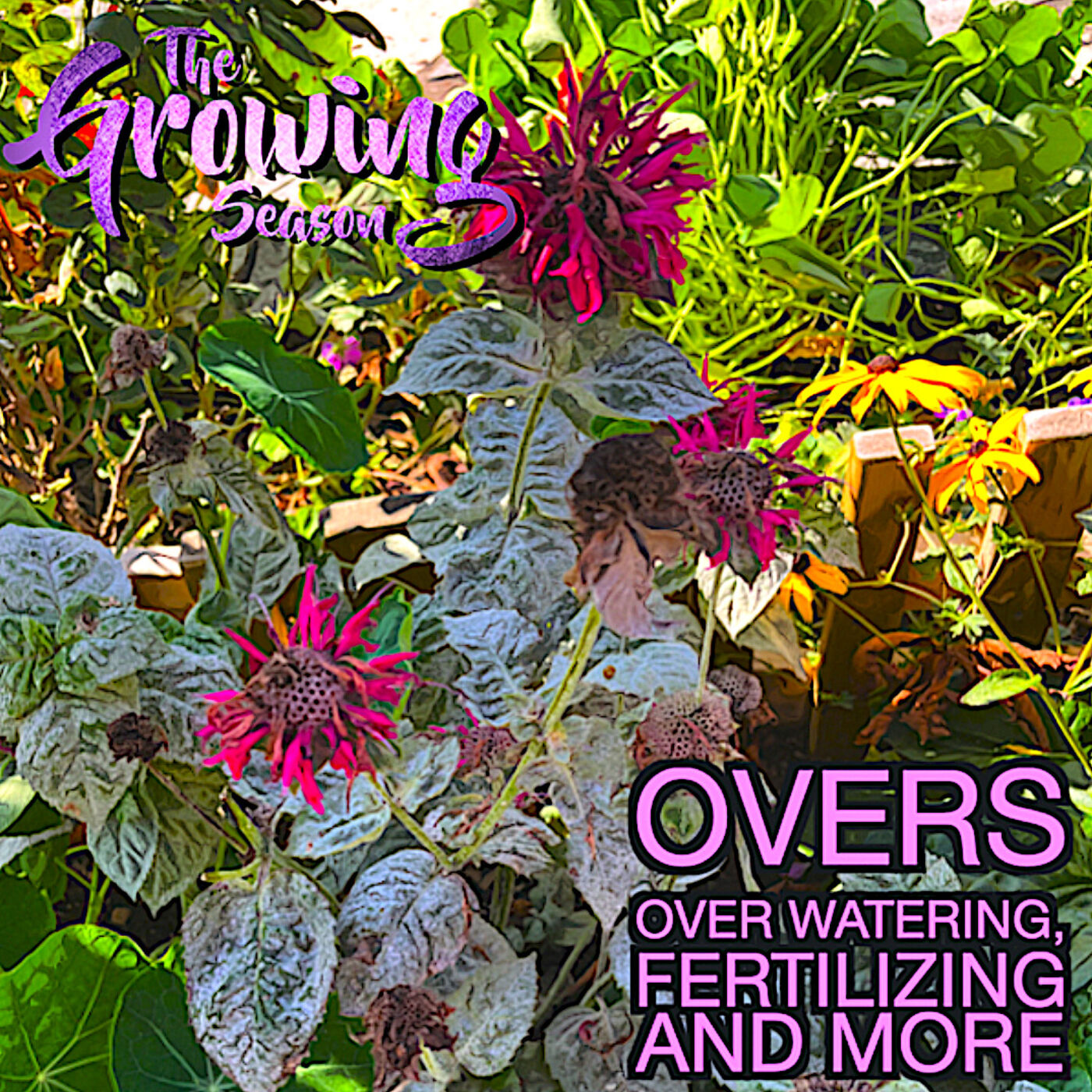 ⁣The Growing Season, Sept 24, 2023 - Overs:  Over-watering, over-fertilizing and more