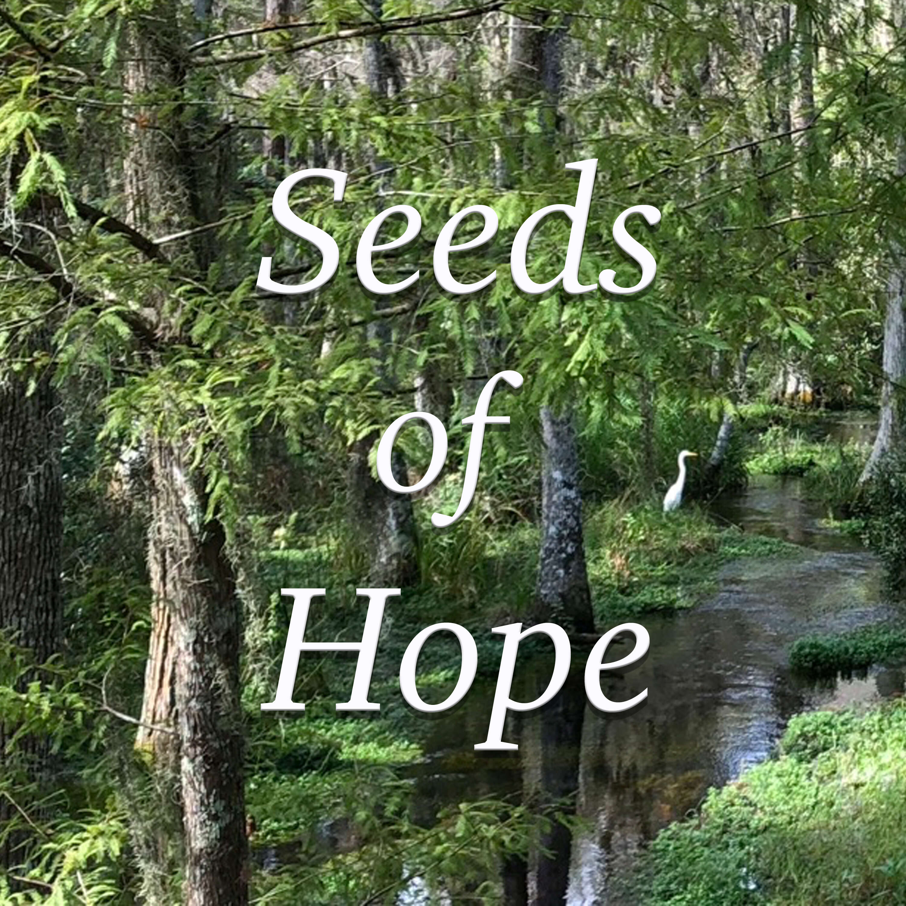 Seeds of Hope: Talks & Homilies by Fr. Mike Muhr 