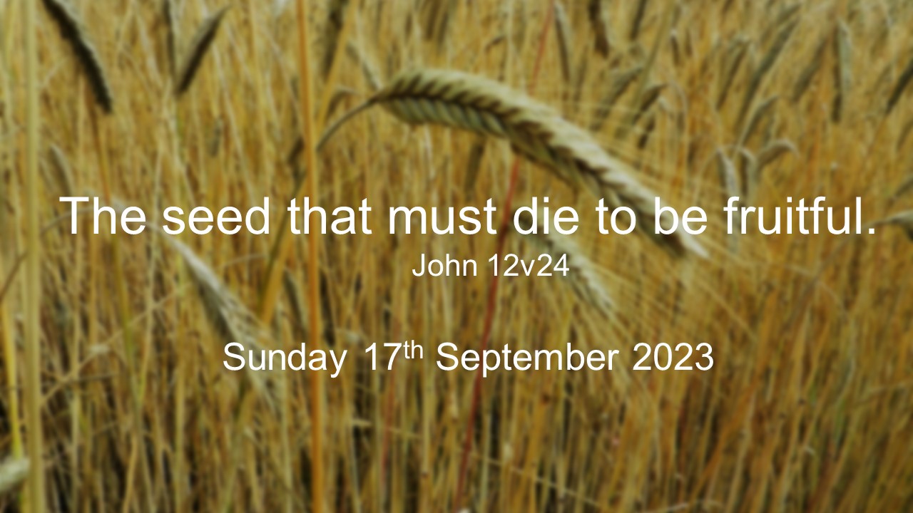 ⁣The seed that must die to be fruitful