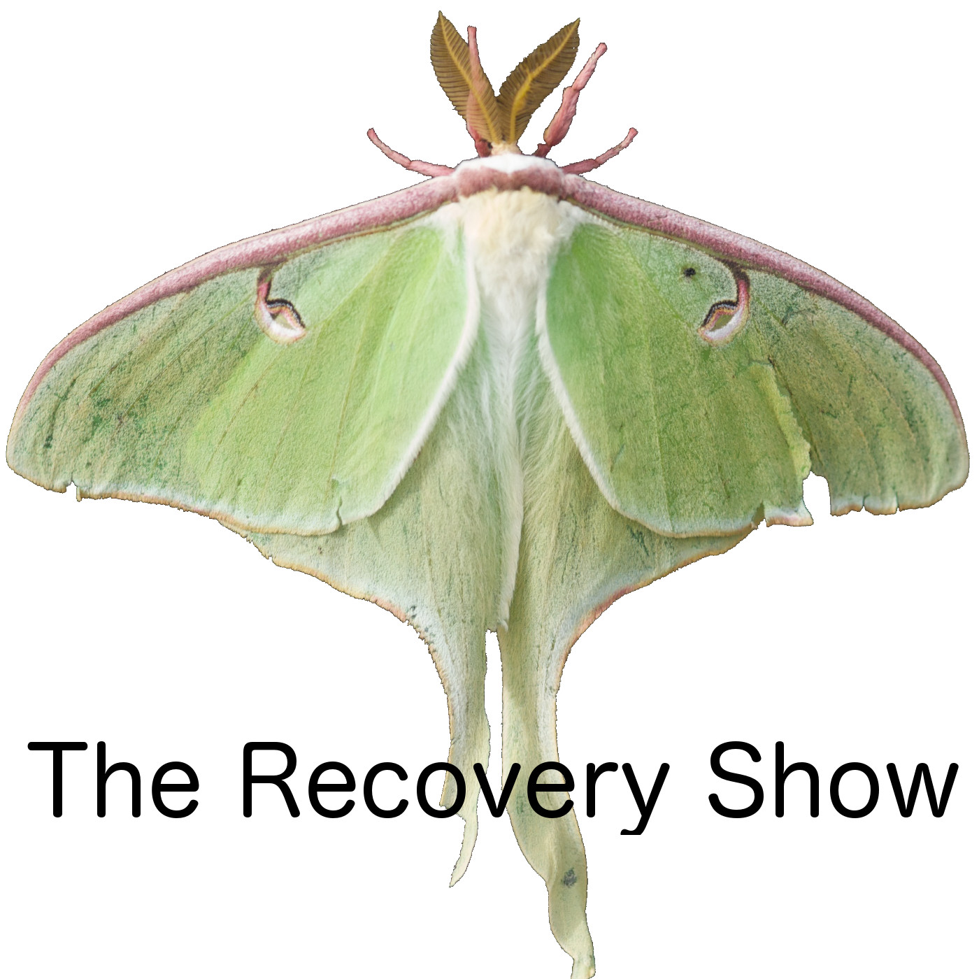 Spotify Archives - The Recovery Show 