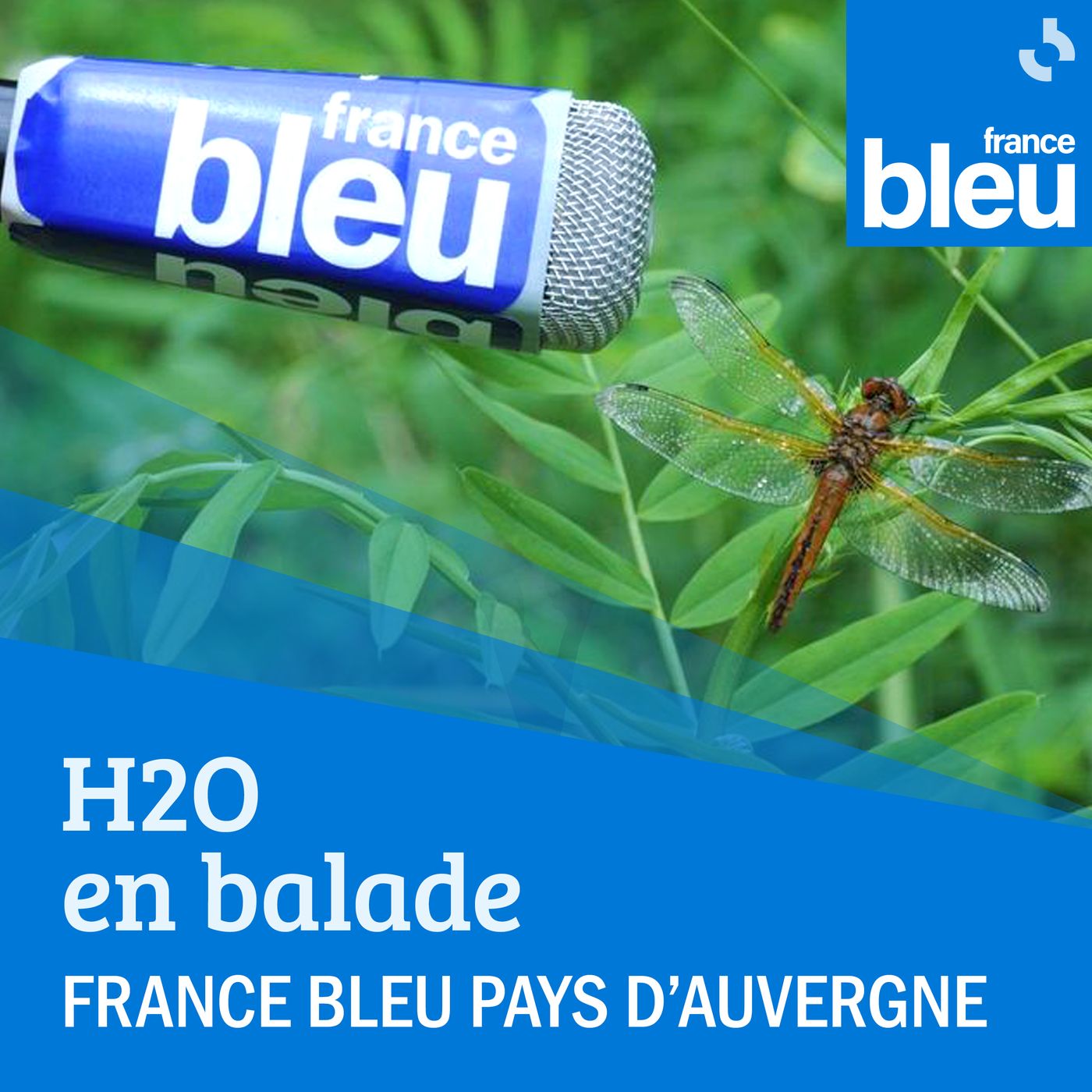 A la découverte de l'Arnica des Combrailles