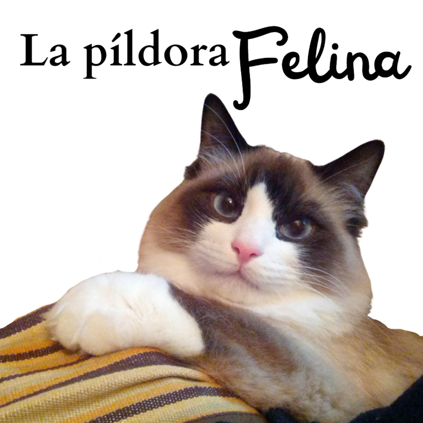 La Píldora Felina 