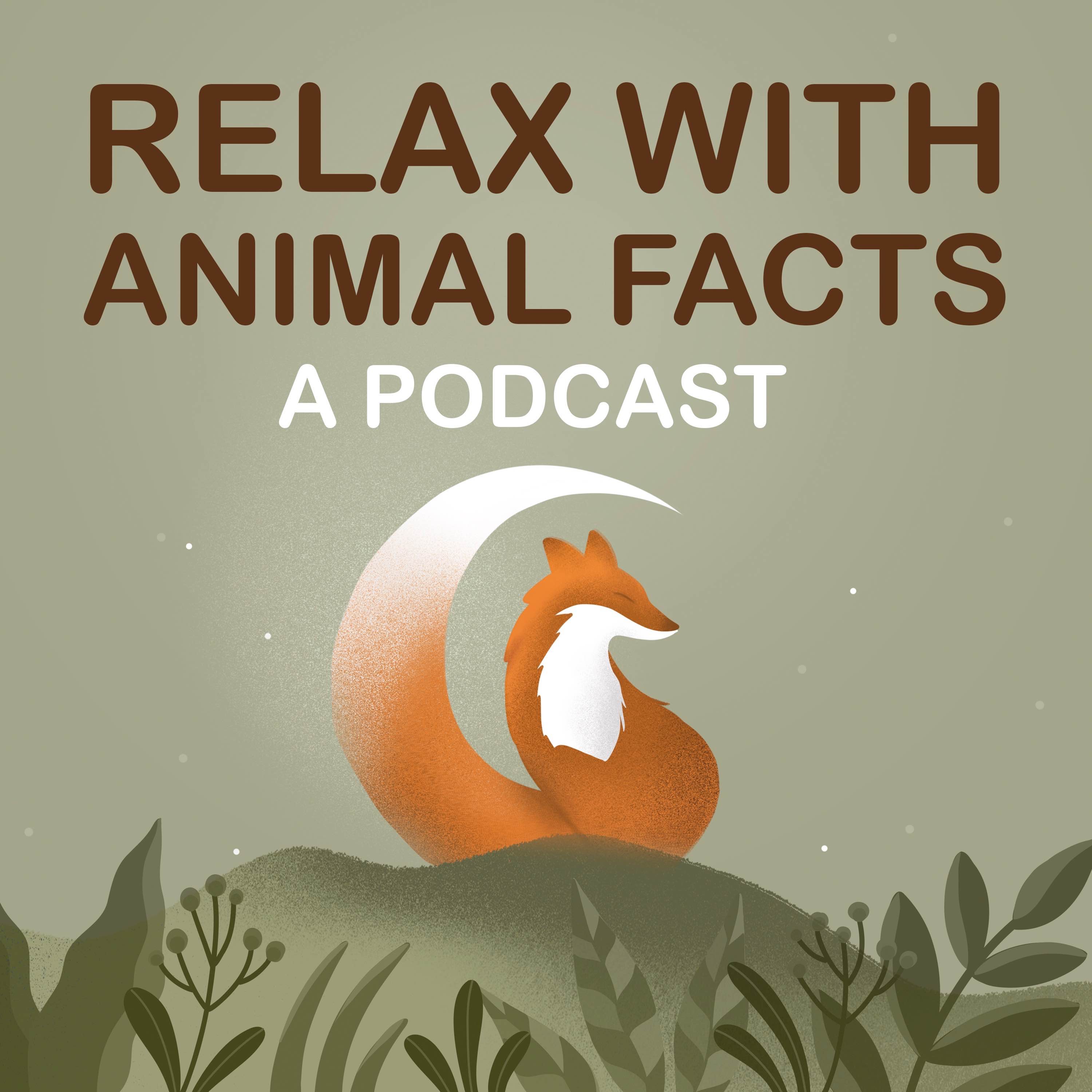 Relax With Animal Facts 