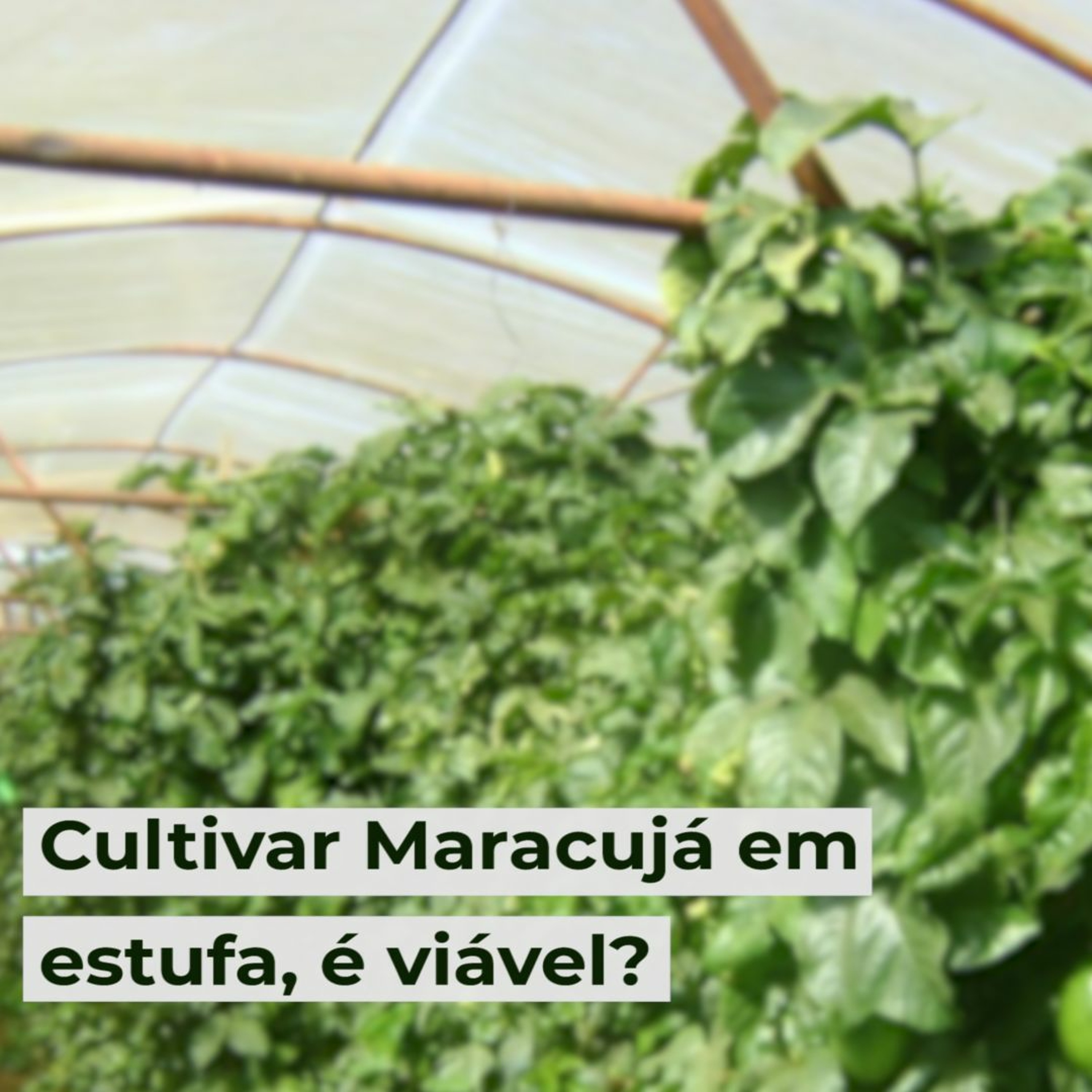 Cultivar Maracujá em estufa, é viável?