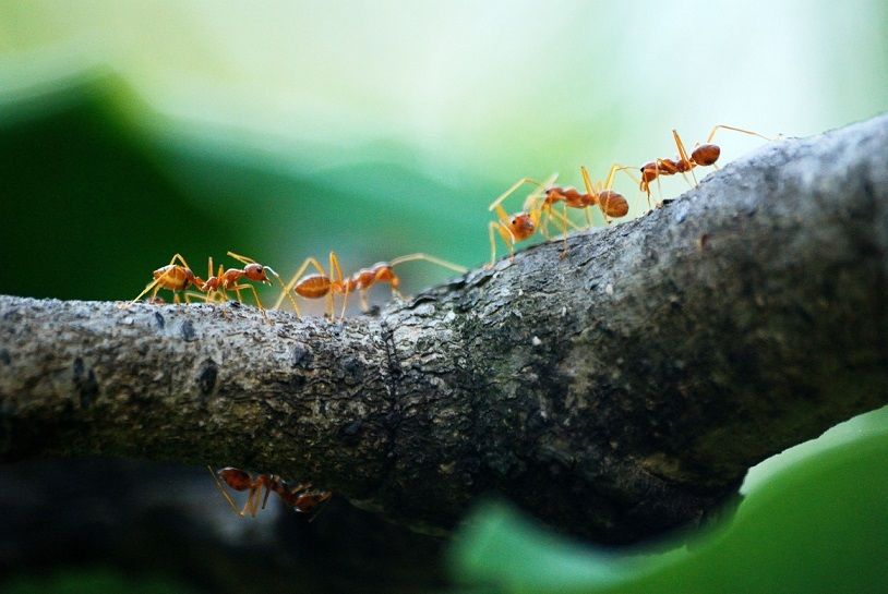 John MacKenzie chats with Lucy Karger, Co-Ordinator of the Yellow Crazy Ant Eradication Program, following the successful eradication of the ants from two major sites.