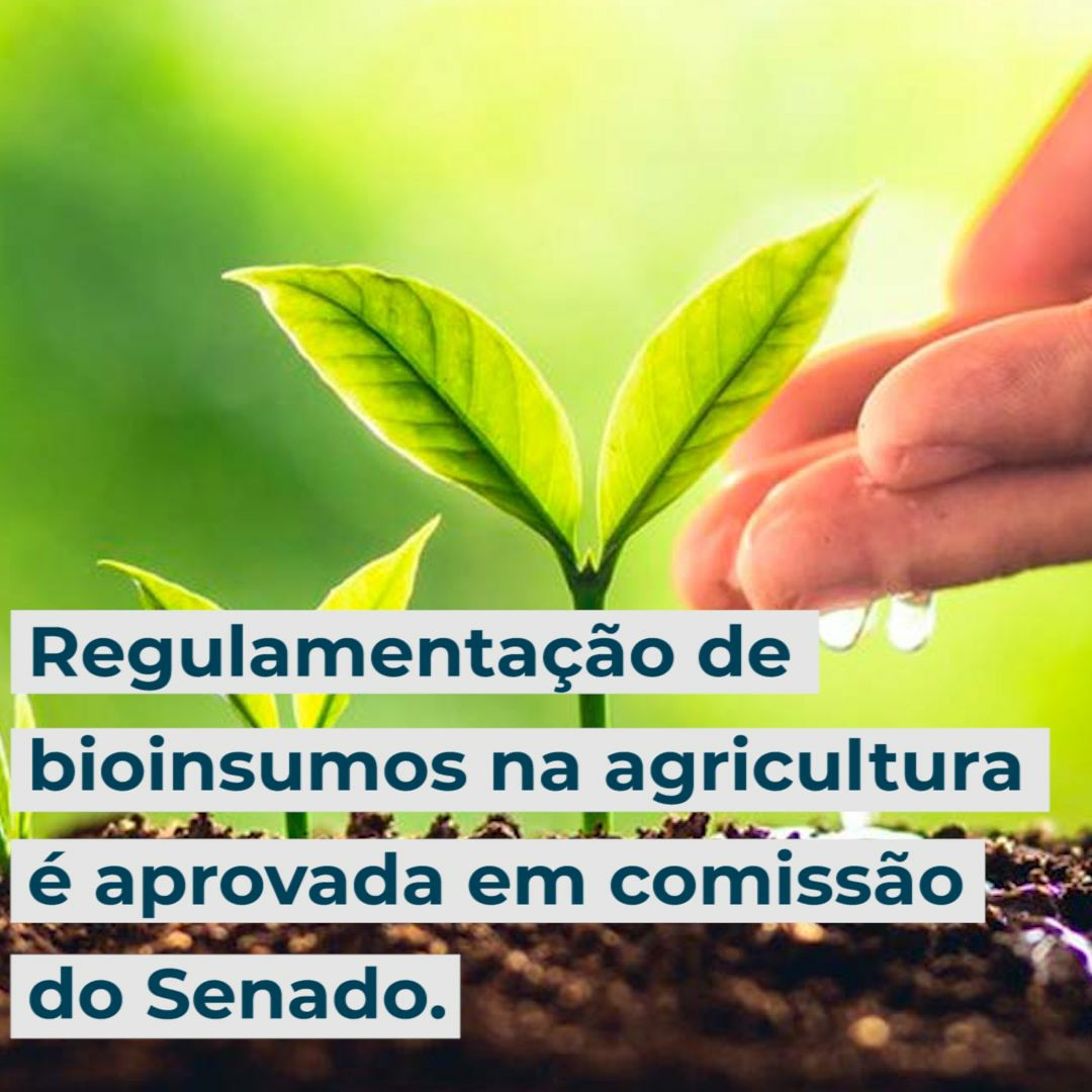 SENADO