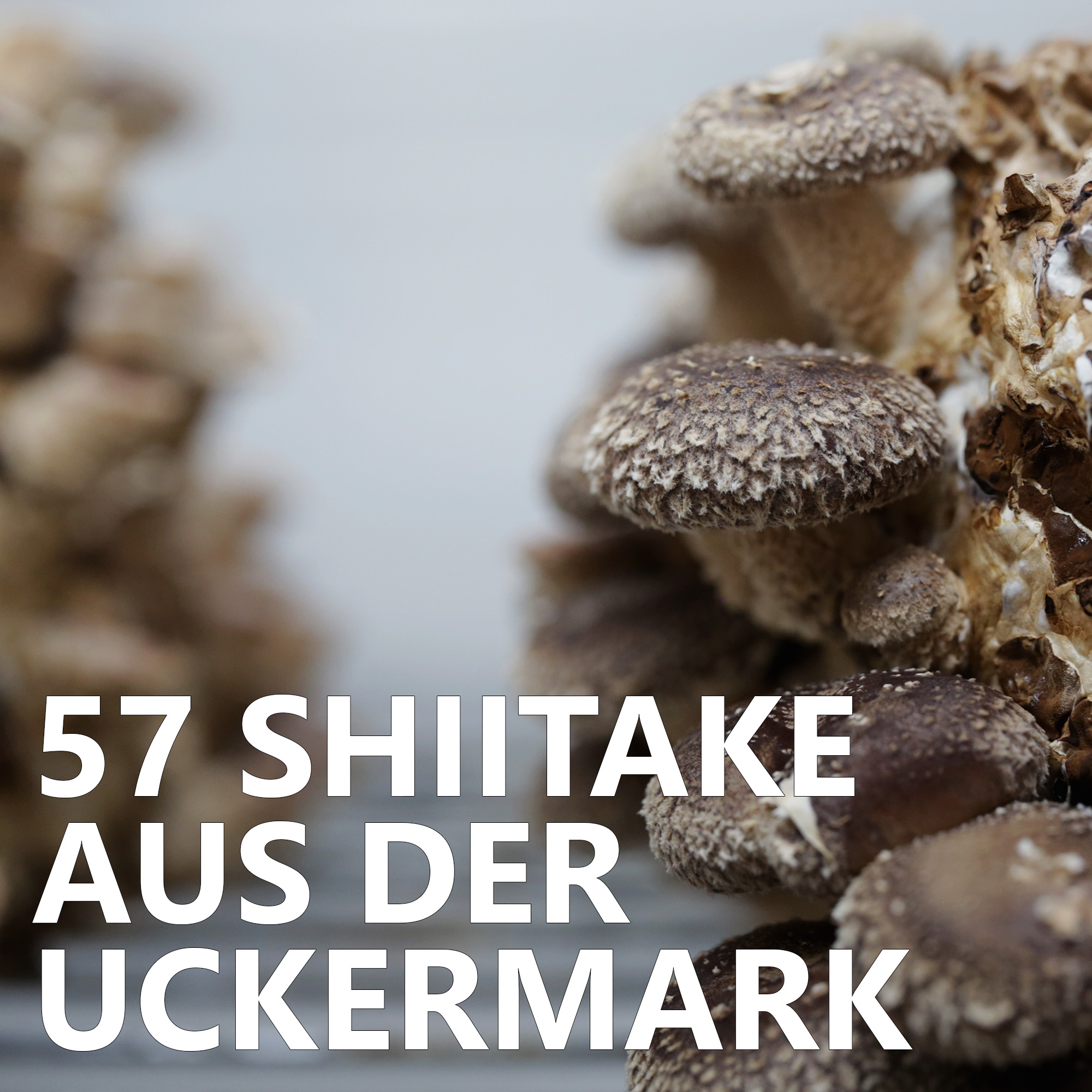 ⁣#58 Shiitake aus der Uckermark