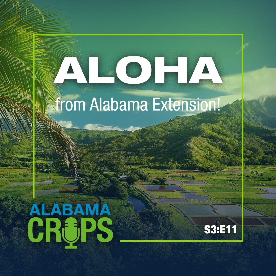 ⁣Season 3 Episode 11 – Aloha from Alabama Extension!