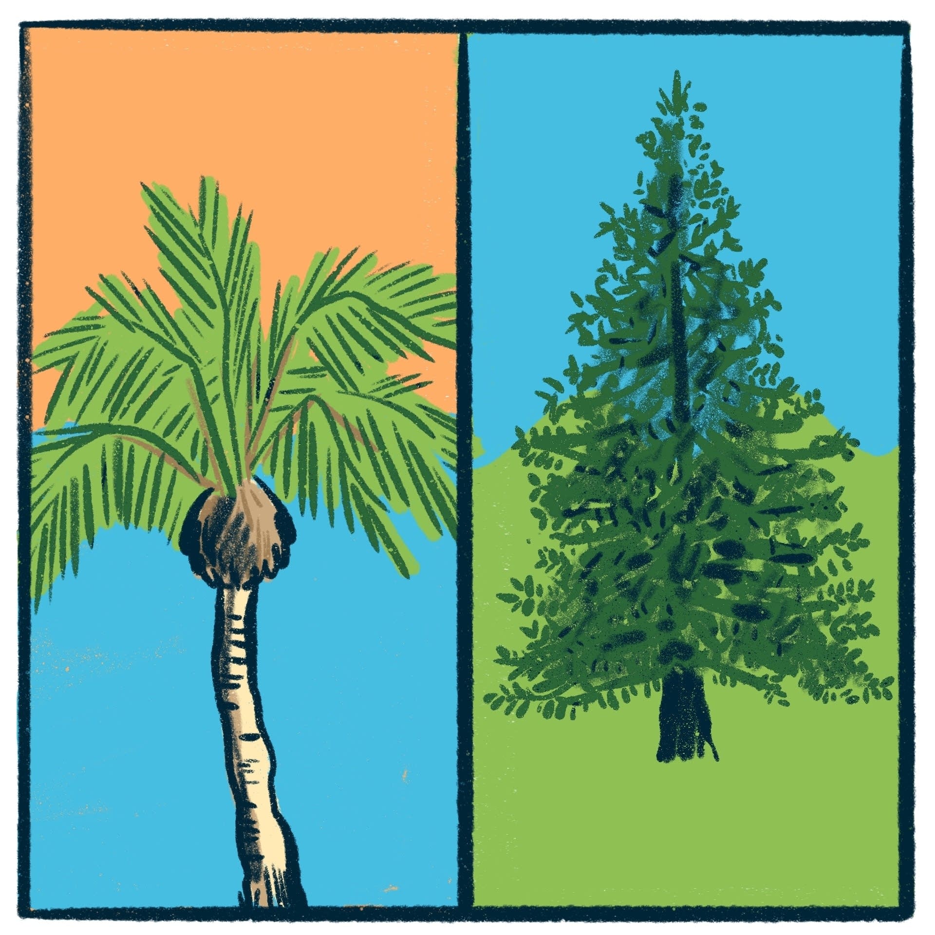 ⁣Palm Trees vs. Pine Trees: a tree debate