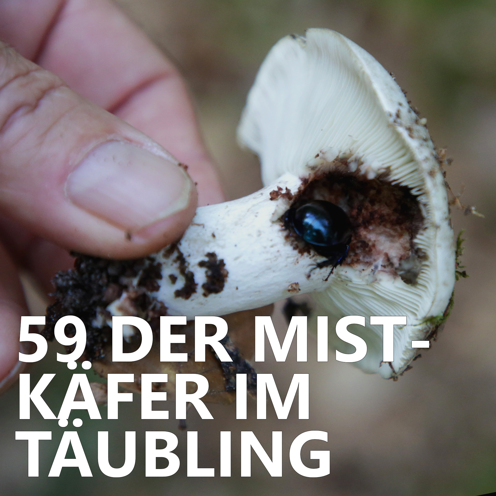 ⁣#59 Der Mistkäfer im Täubling