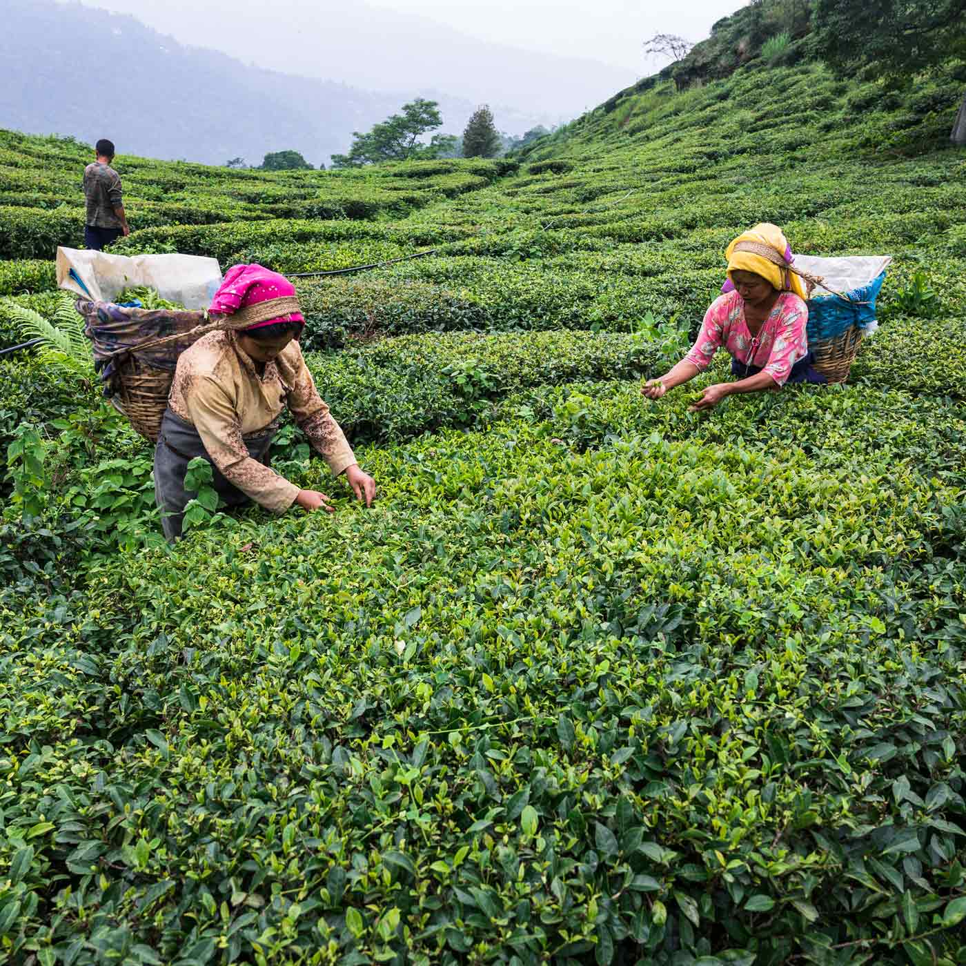 Darjeeling, Assam, Lapsang Souchong – wie kommt der Tee in die Tasse?