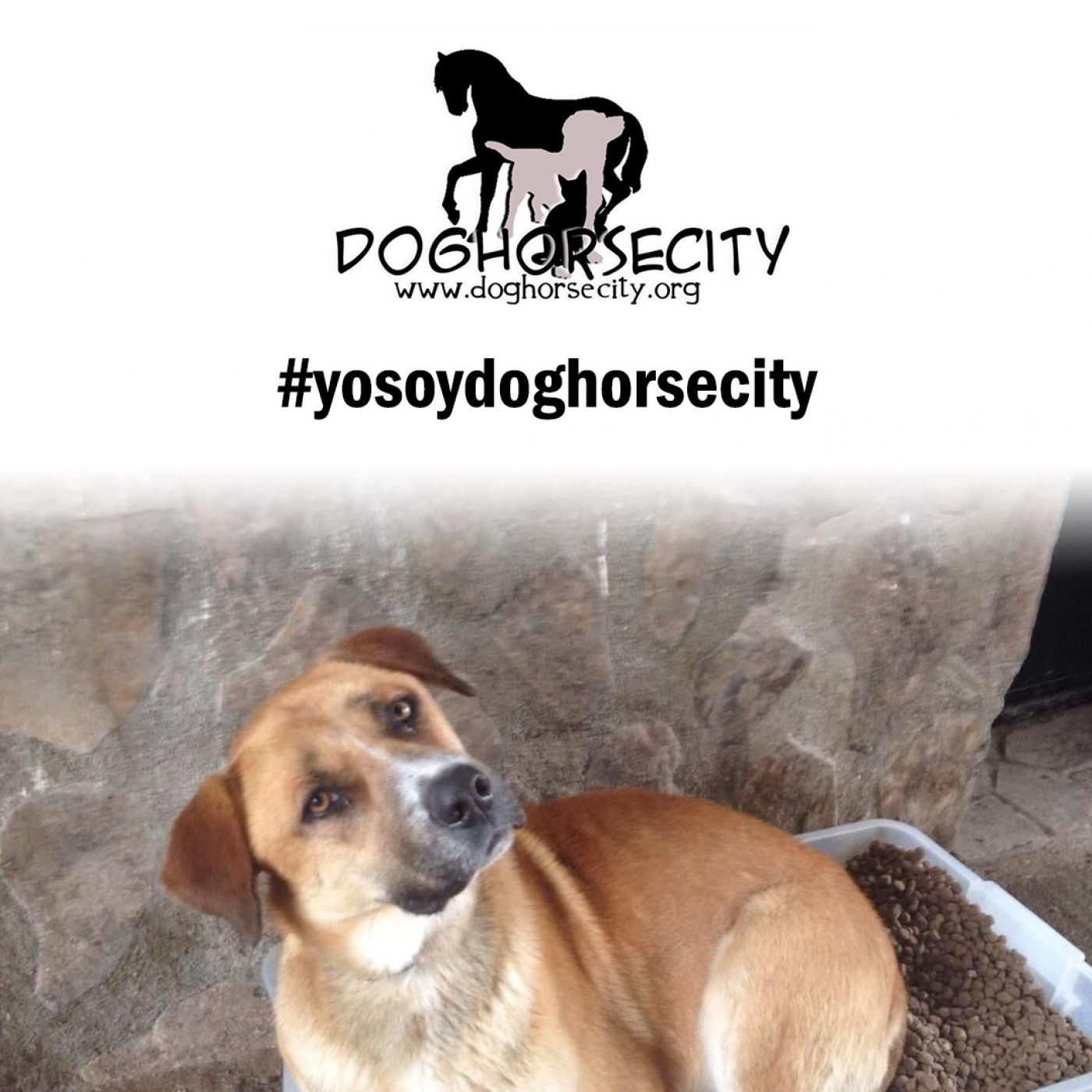 DogCity necesita nuestra ayuda