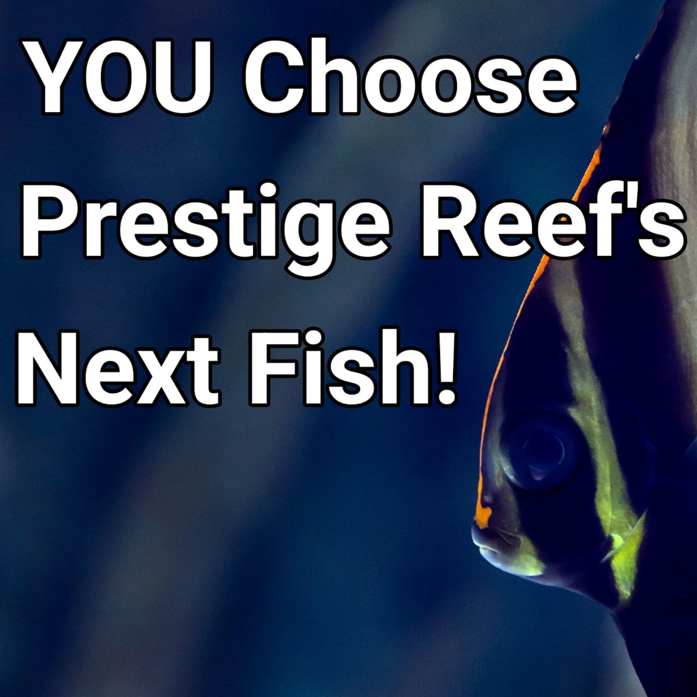 What Fish Should Prestige Add To His Waterbox LX?? The Prestige Reef Dork Show Ep 17