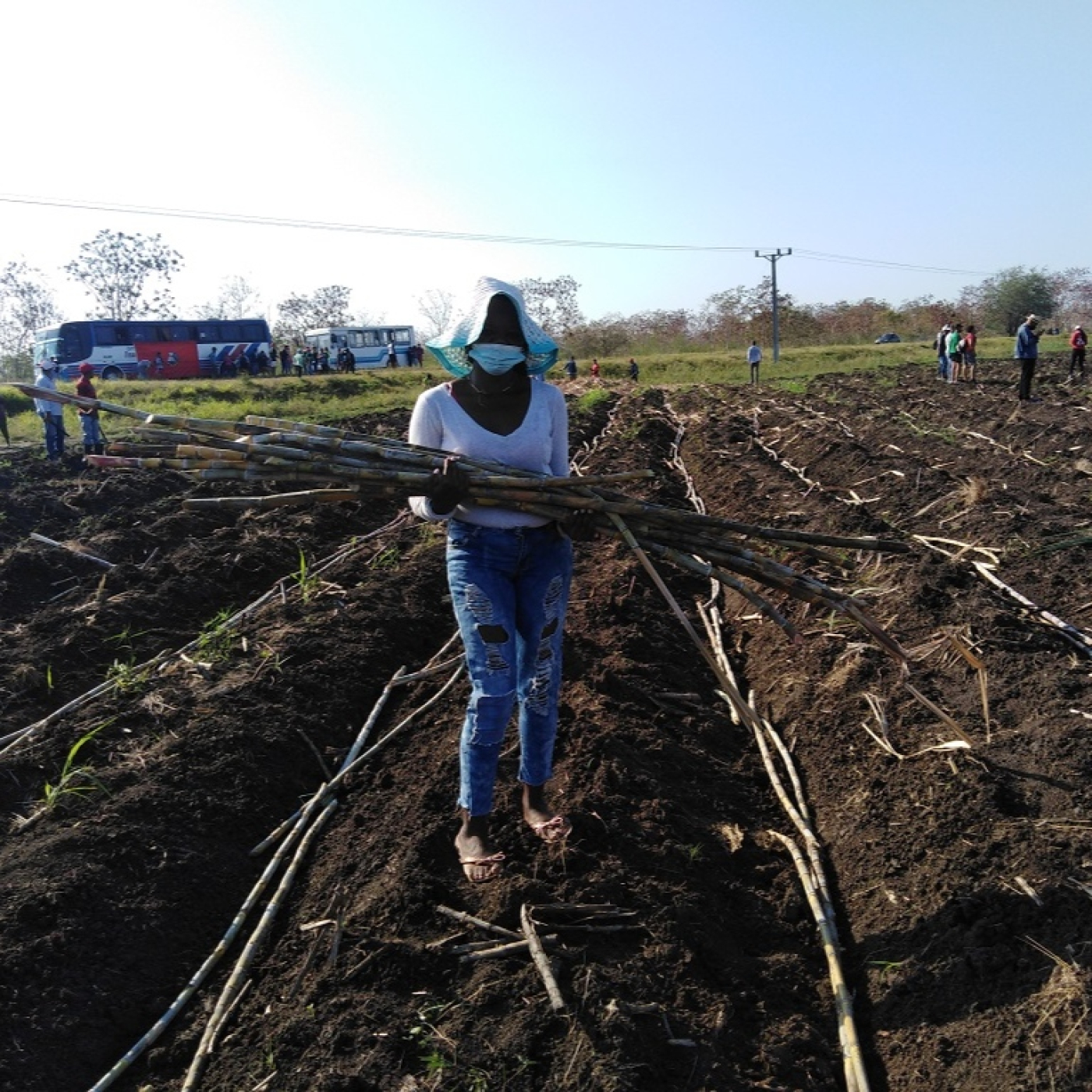 La siembra de caña en Las Tunas en la mejor etapa del año