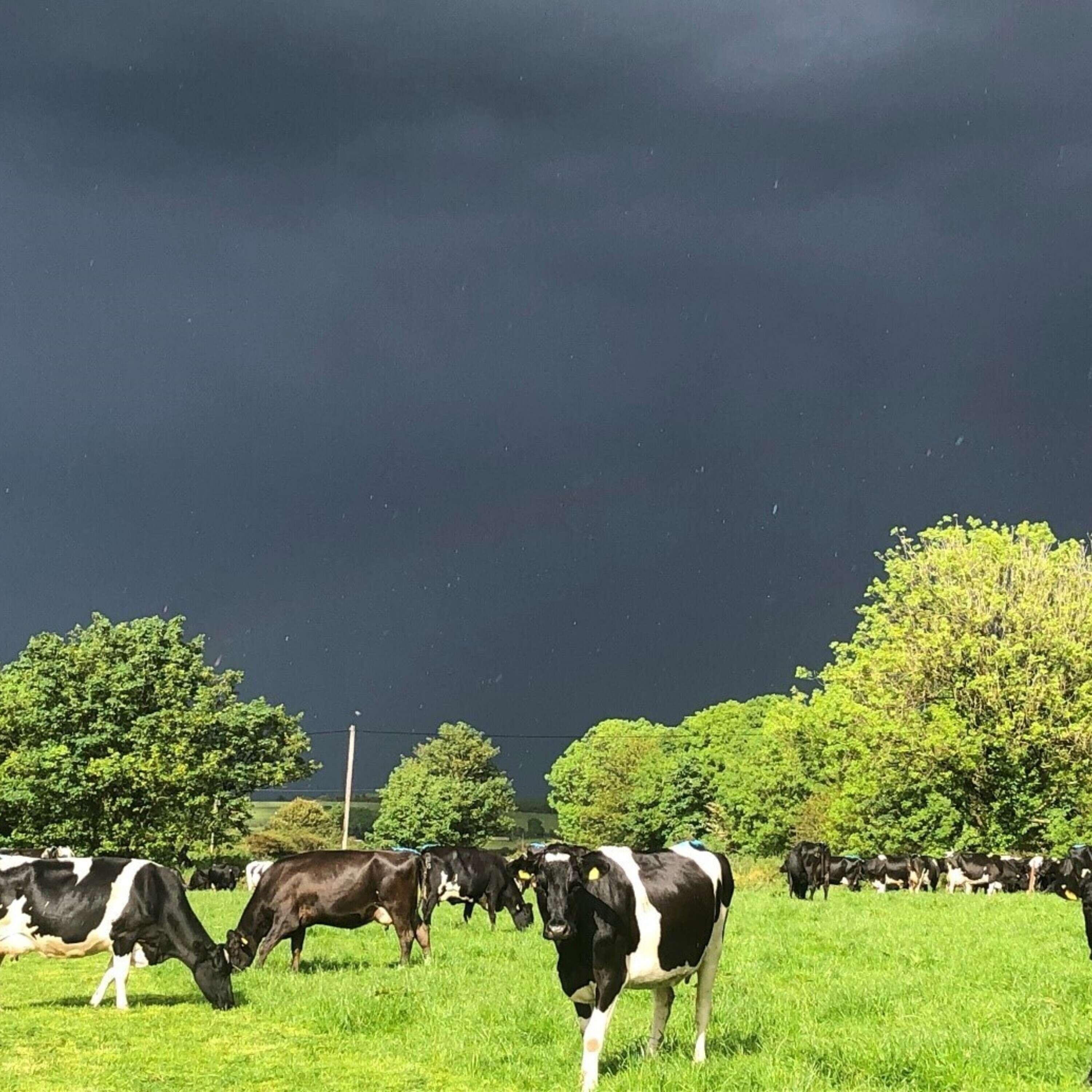 ⁣The options available to farmers impacted by the nitrates derogation reduction