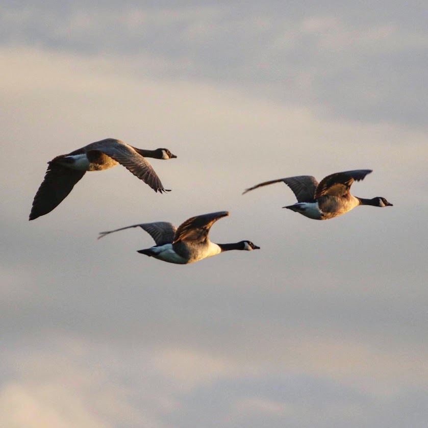 ⁣Gaggles of geese, River Thame, England, UK on 23rd September 2023 – by Paul Ridout