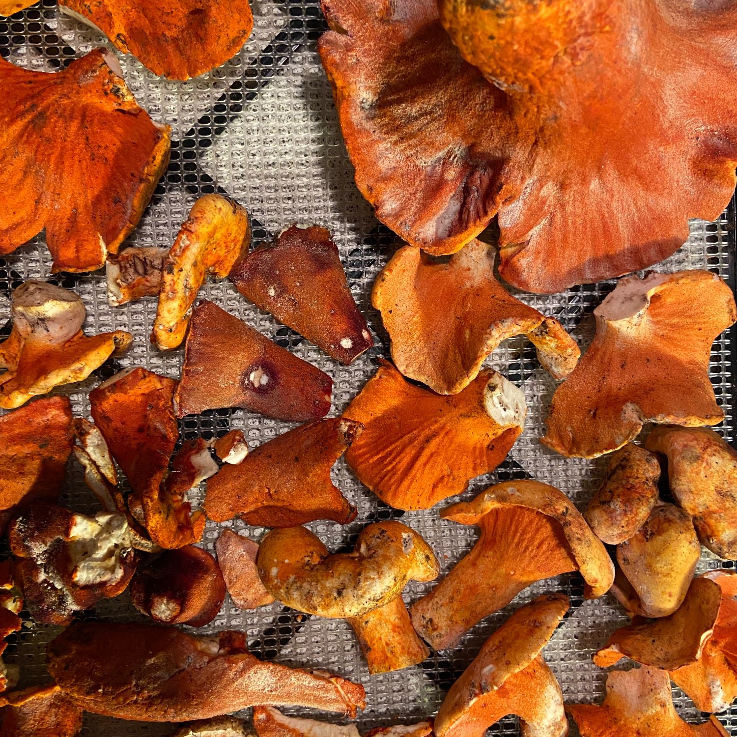 ⁣Lobster Mushrooms & Lions Mane in the Durham Area