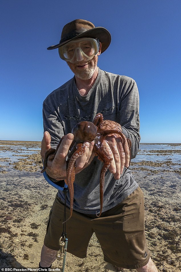 ⁣Episode 354: Mystery of Octopuses w/Dr David Scheel