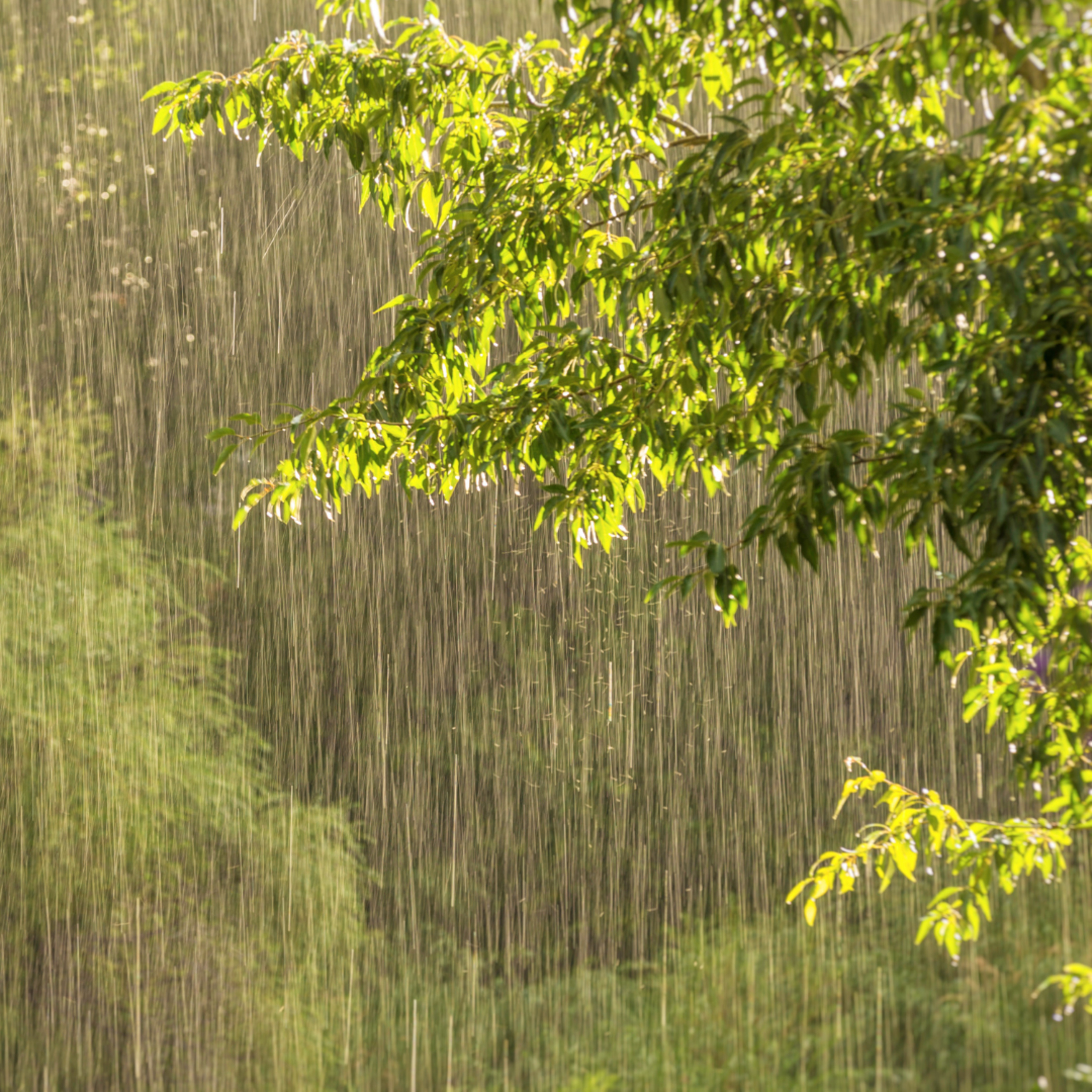 Sleep Like a Baby! Gentle Rain Sounds to Fall Asleep Fast (8 Hours)