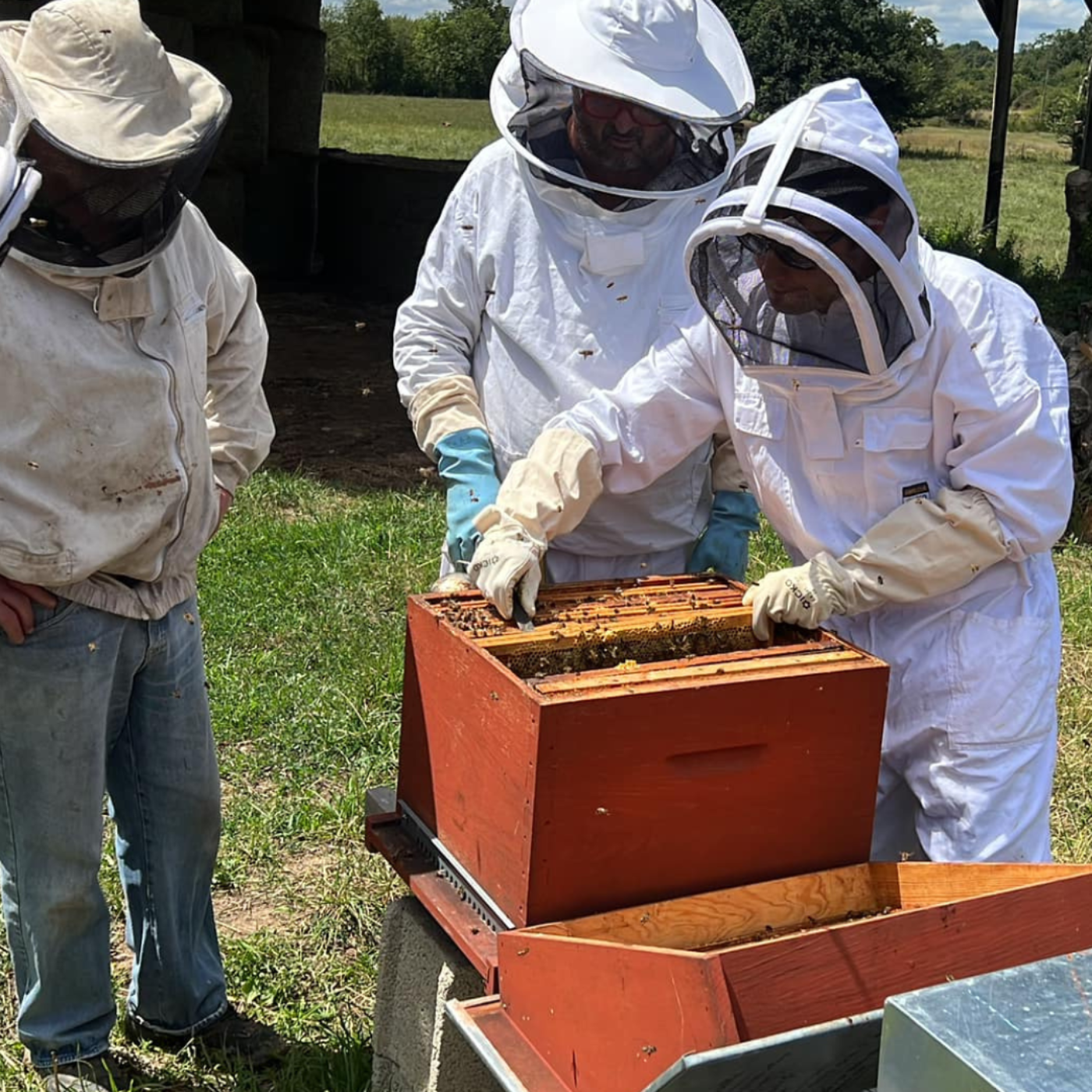 L'abeille noire vous attend au rucher pédagogique de Mordelles