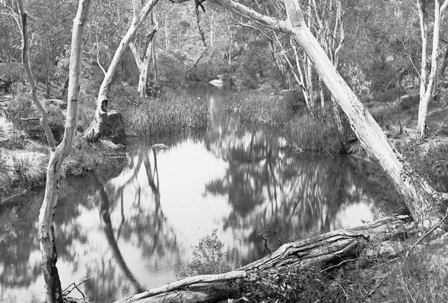 ⁣#OzWatch: Five meter carpet python in the trees; and finding in  human brain a live roundworm parasite from a carpet python.  Jeremy Zakis, New South Wales. #FriendsofHistoryDebatingSociety