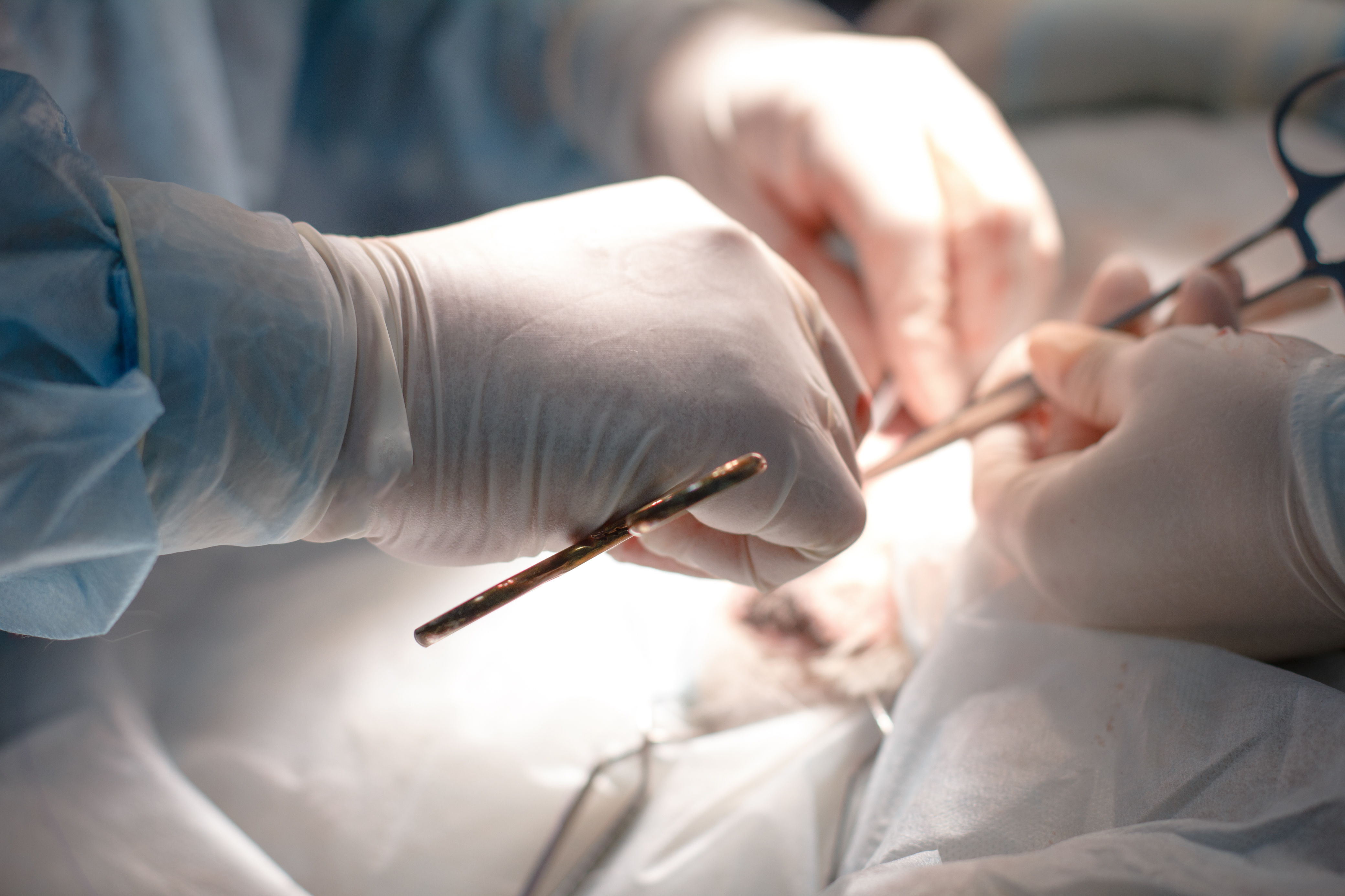 Surgeon explains why pig organs work successfully in human experiments