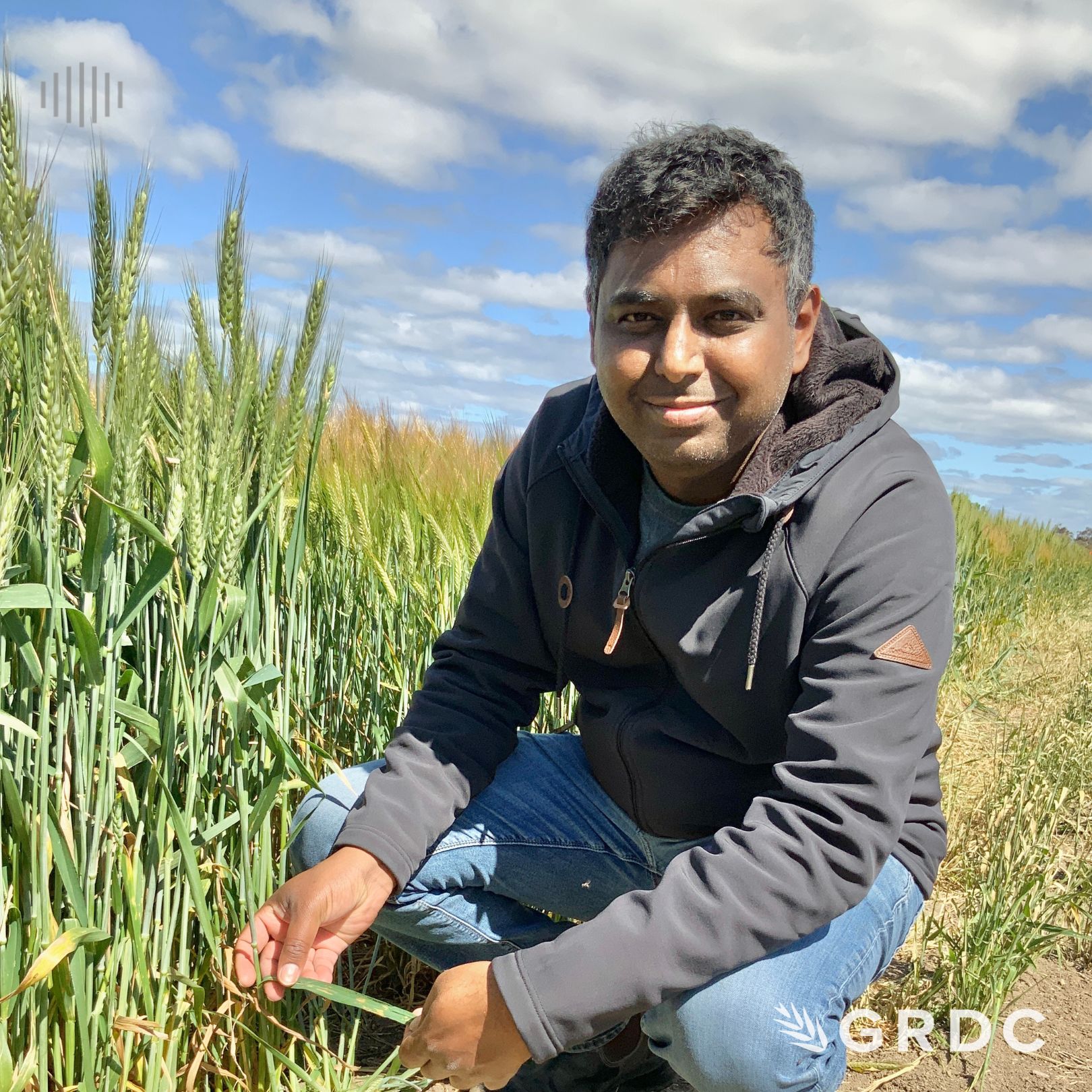 ⁣Emerging cereal diseases in the south, with a focus on Septoria Tritici Blotch (STB)