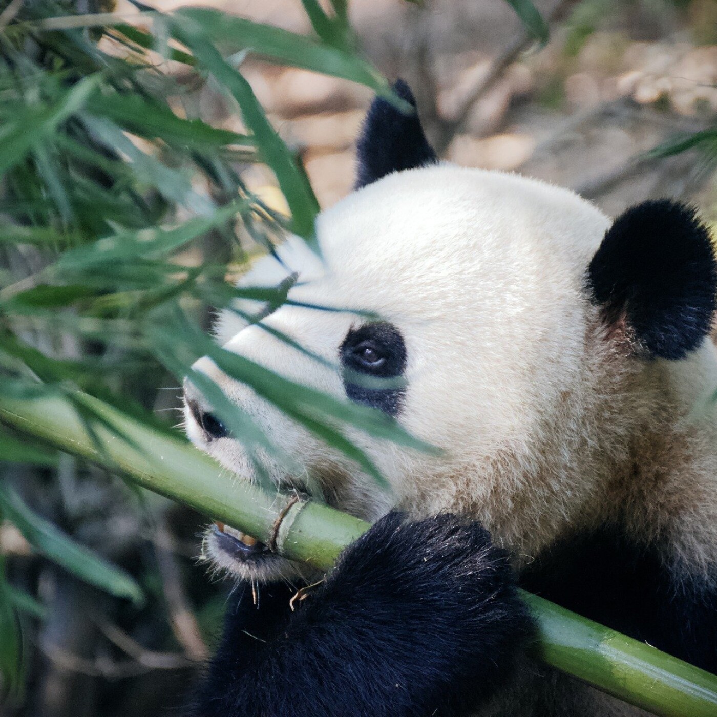 ⁣SPÉCIAL PANDA 1/2 : Sur la piste du Panda... Olivier Gasselin (reporter)