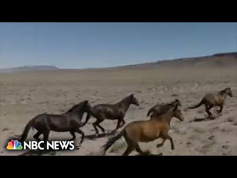 ⁣Wild horse management costs taxpayers millions, impacting land and businesses