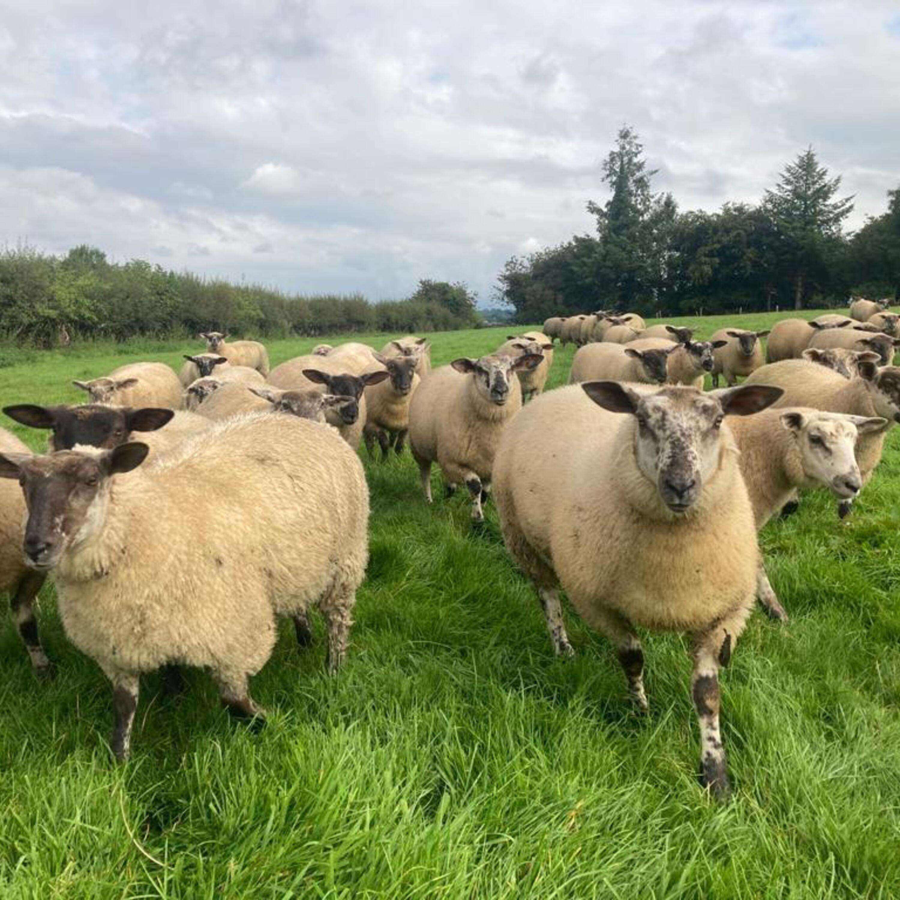 Will ewe condition at mating effect performance next spring?