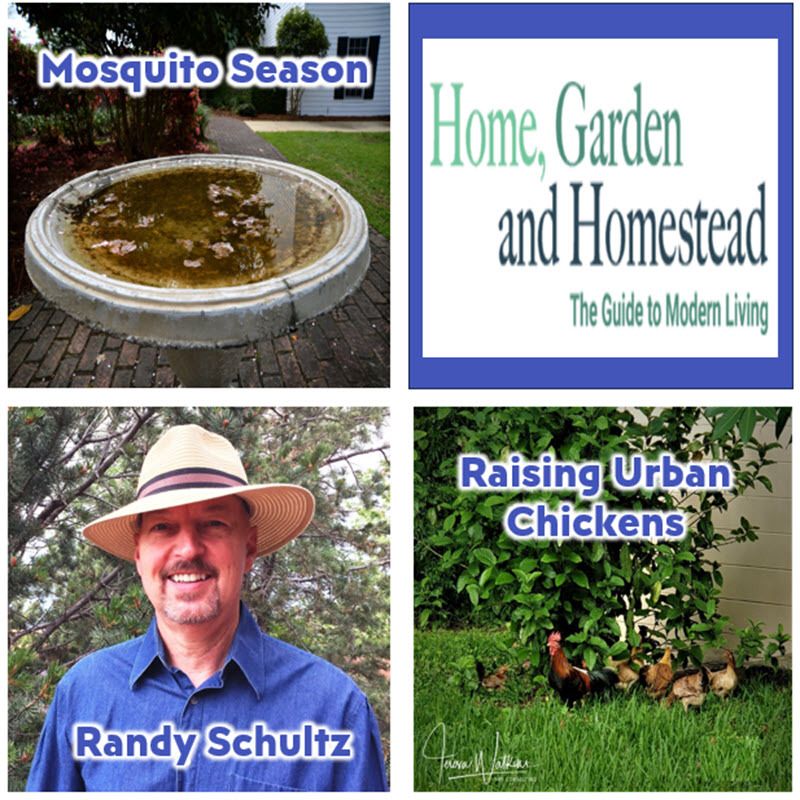 ⁣Better LAwns and Gardens - Hour 2 Randy Schultz Mosquito Season and Urban Chickens September 23, 2023