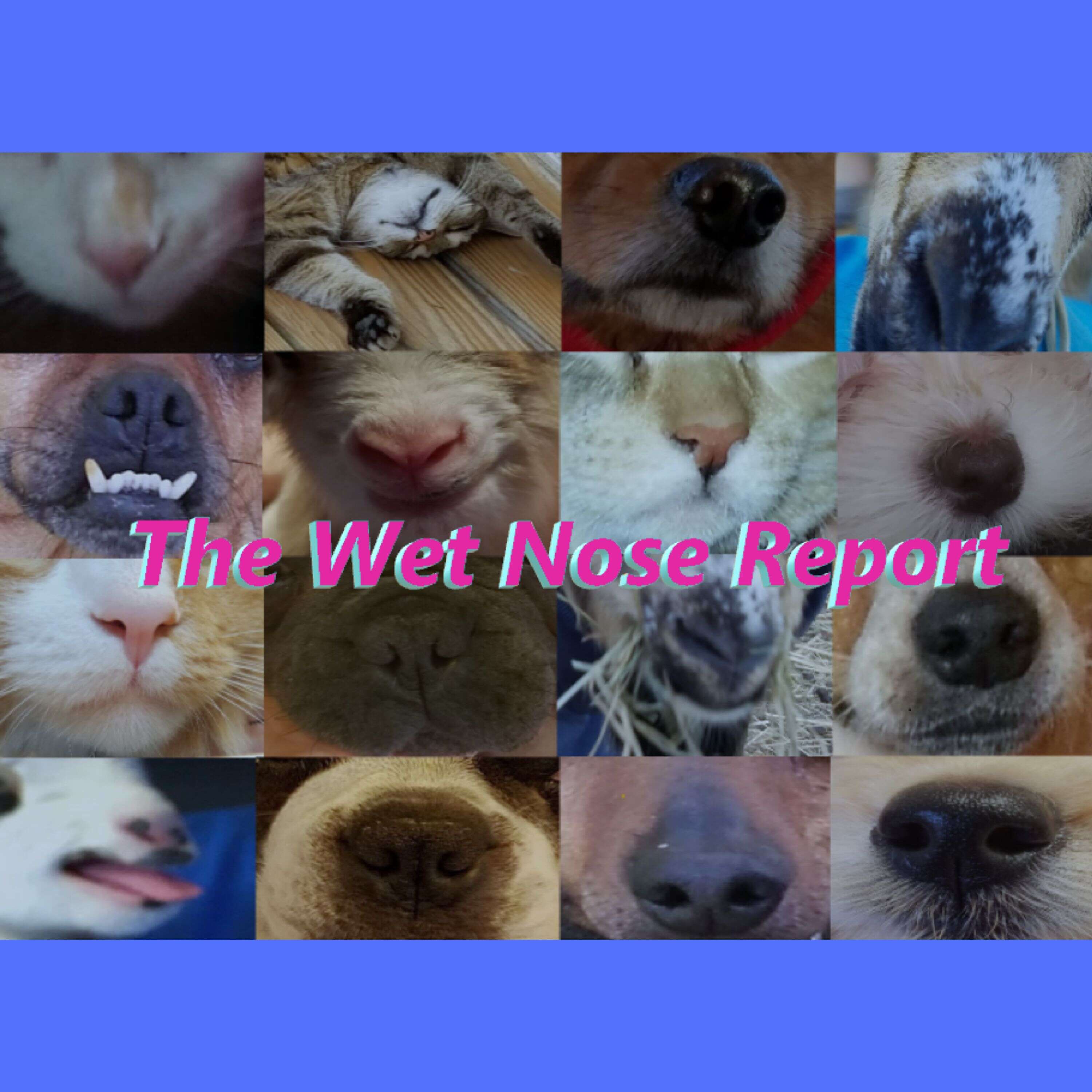 The Wet Nose Report- A Podcast for Pet Owners 