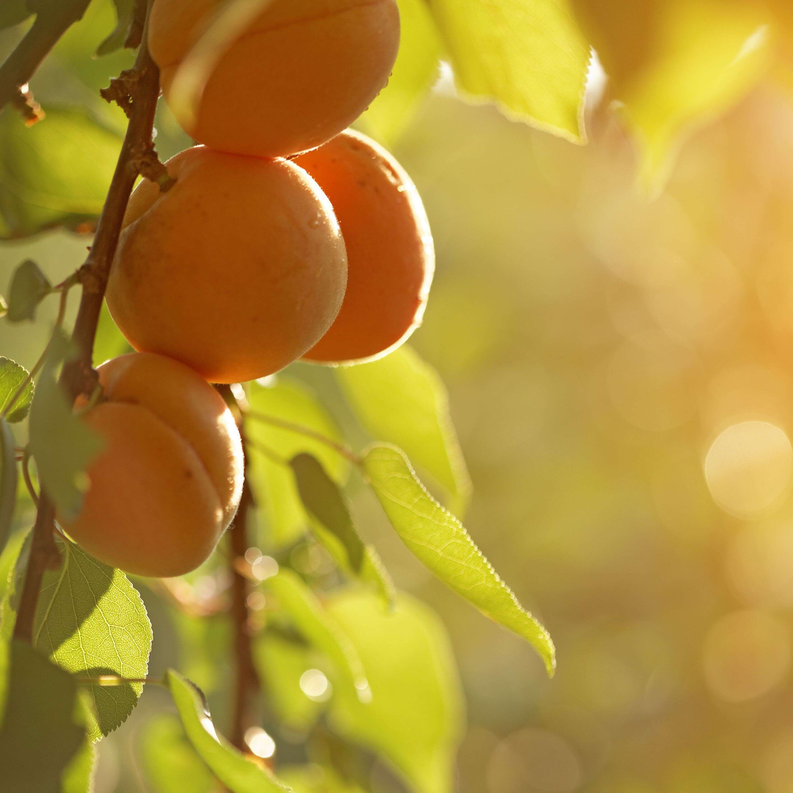 ⁣EASY GROW Fruit Trees and PRUNING with Harold Thornbro & Susan Poizner