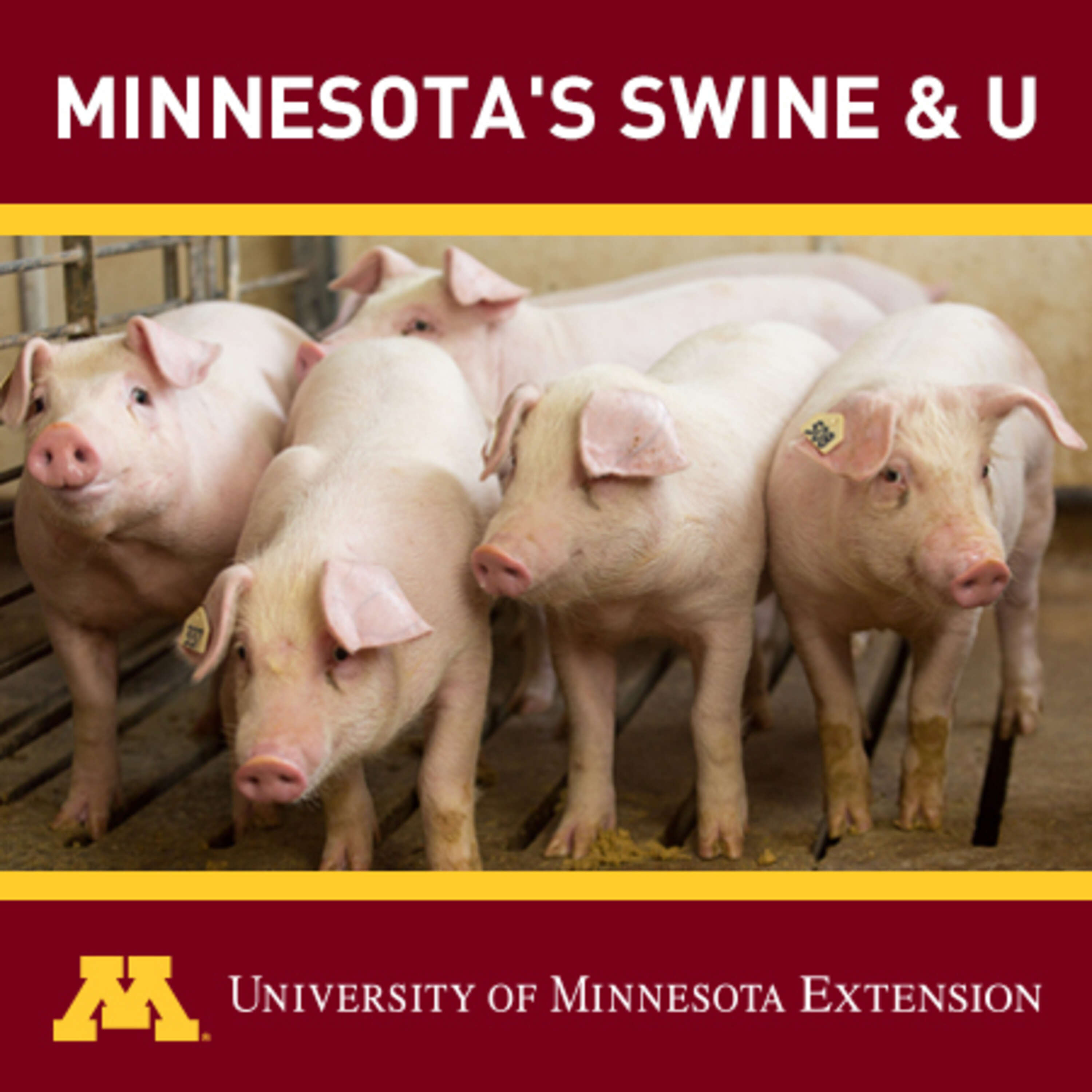 ⁣Episode 36: Senecavirus A seroprevalence in U.S. pig farms and biosecurity procedures to prevent indirect transmission.