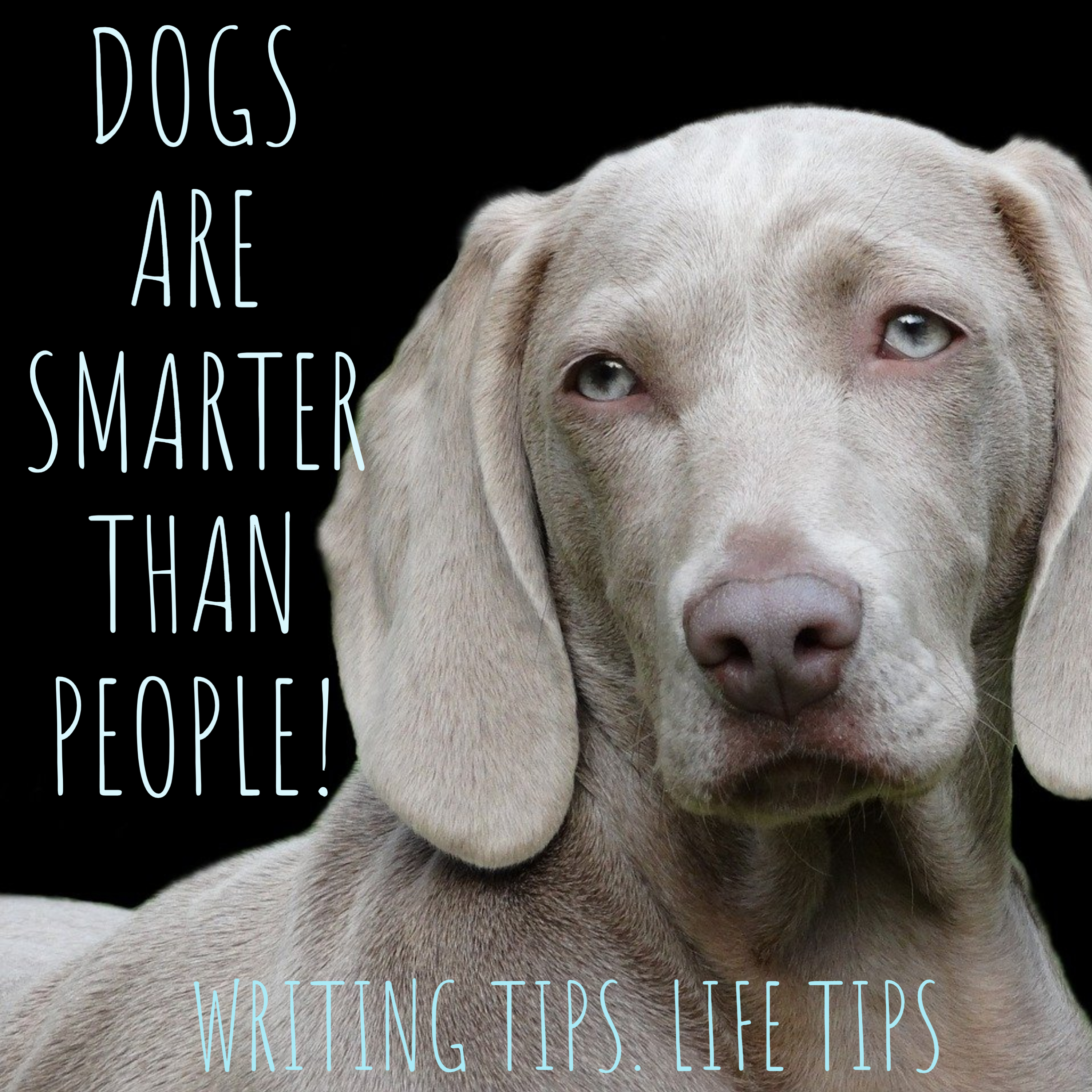 Dogs Are Smarter Than People: Writing Life, Marriage and Motivation 