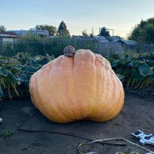 ⁣Garden Giants Grown Here