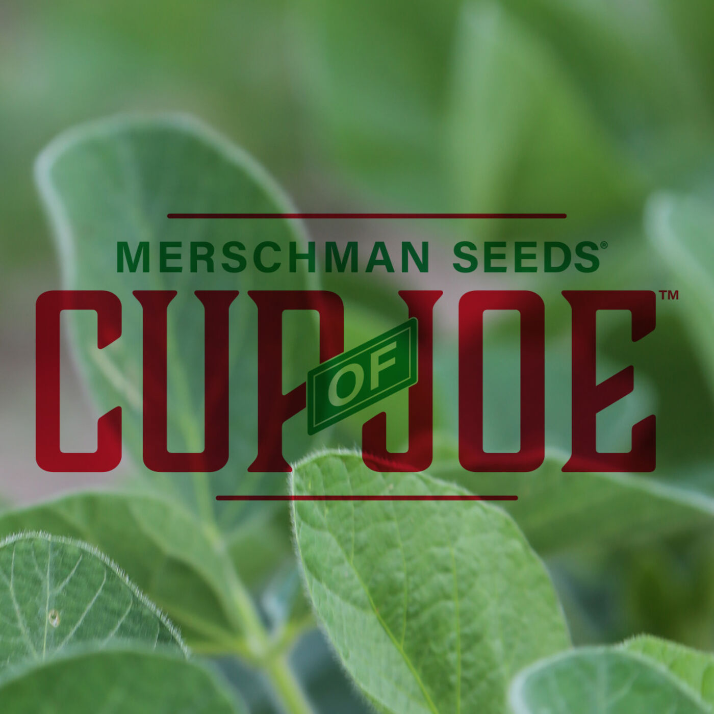 Merschman Seeds Cup of Joe 