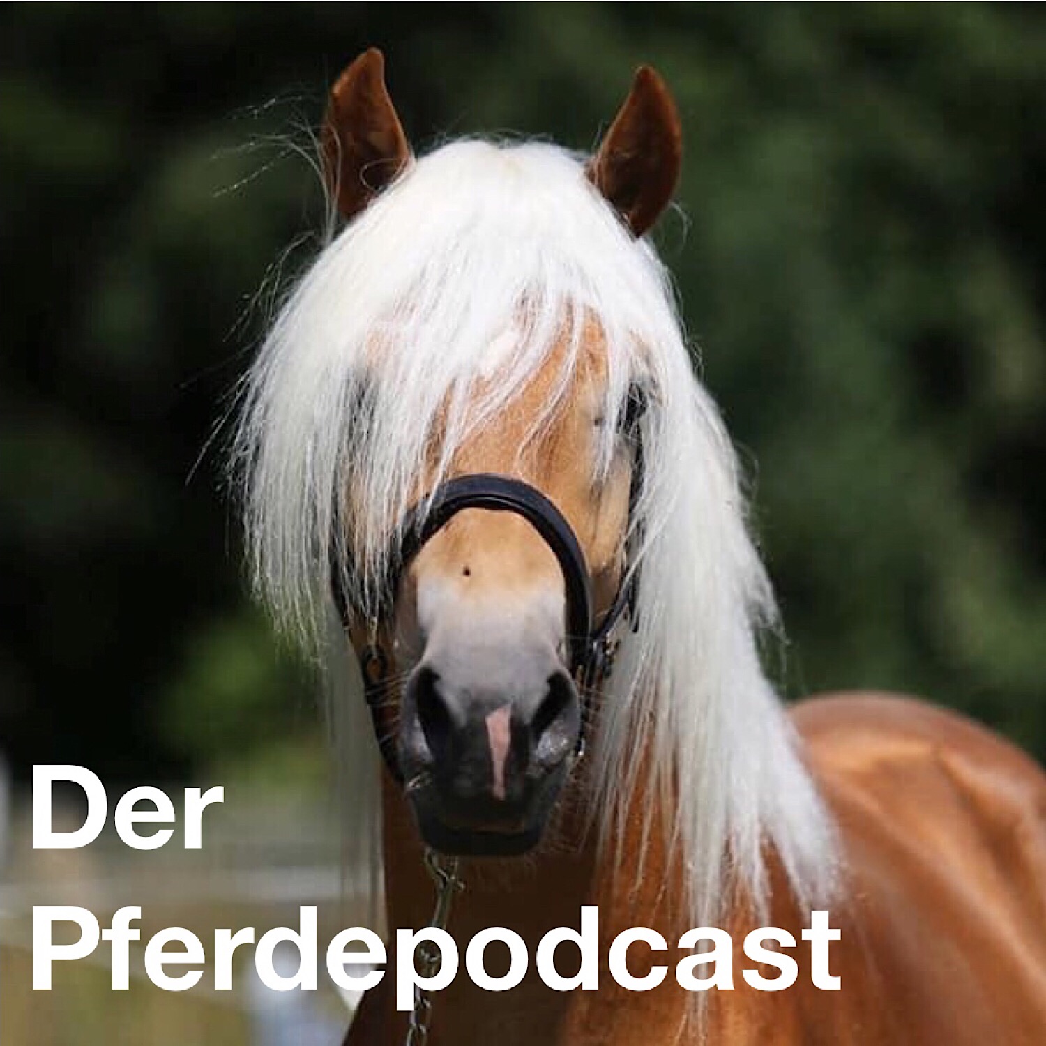 Der Pferdepodcast 