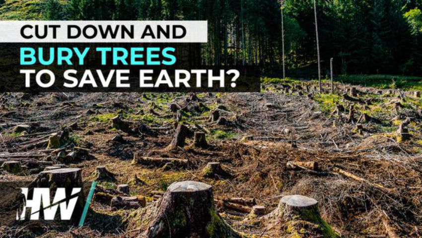 ⁣CUT DOWN AND BURY TREES TO SAVE EARTH?